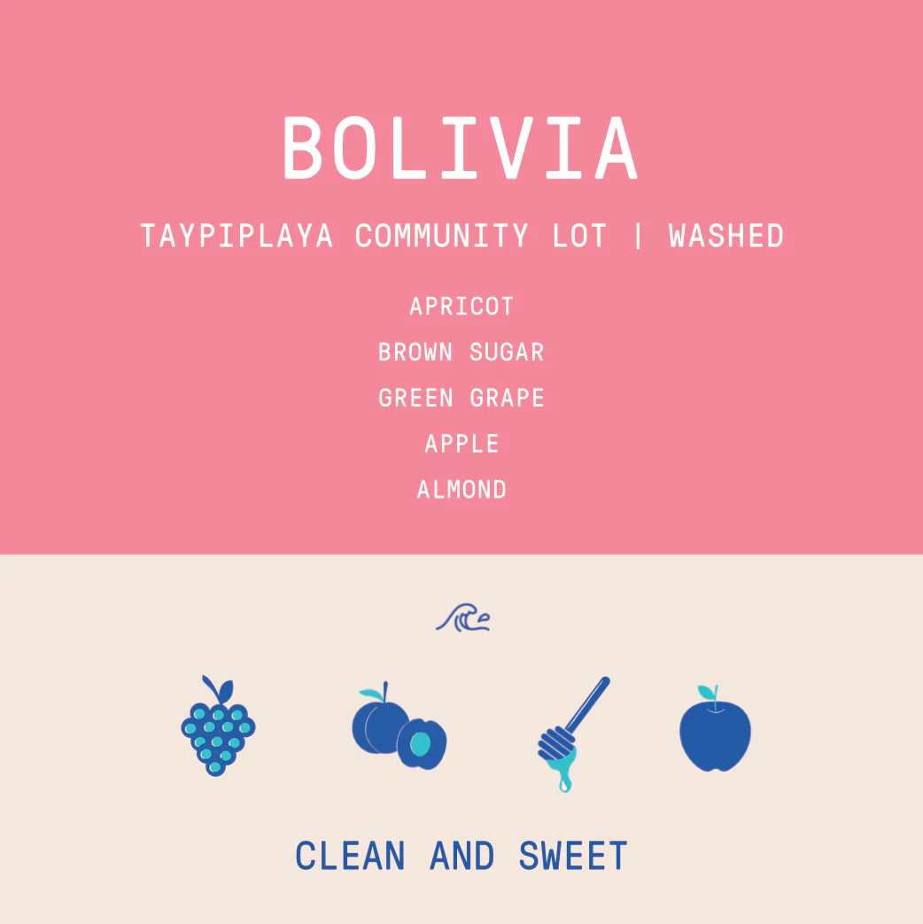 Bolivia - Taypiplaya Community lot | Washed - Archived - Image 2