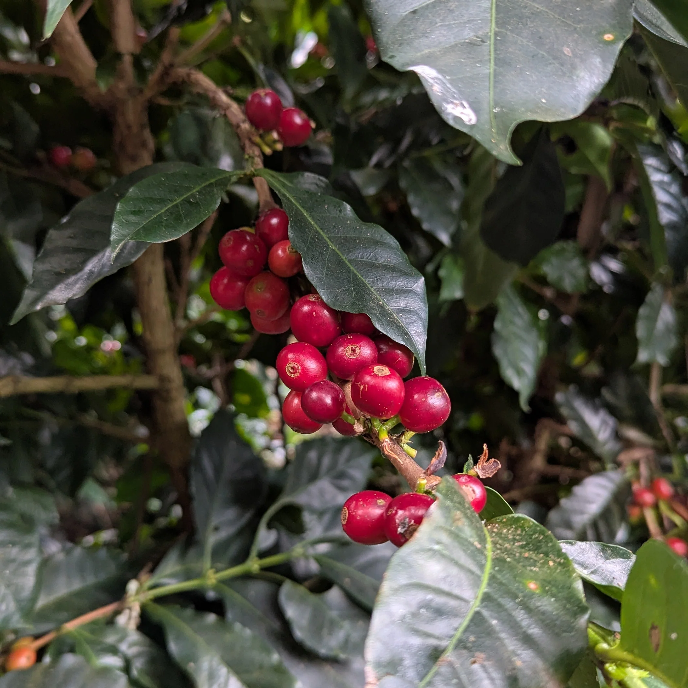 Cascara Dried Coffee Cherry - Peru - Image 4