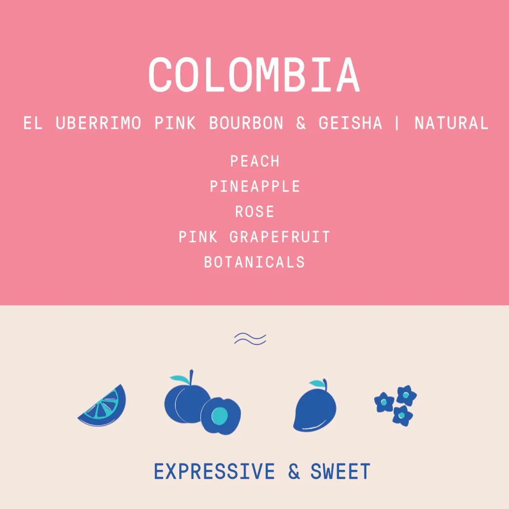 Colombia - Finca El Uberrimo Pink Bourbon / Geisha | Natural - Archived - Image 2