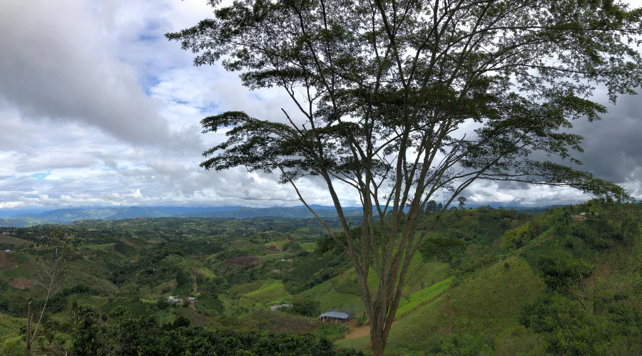 Colombia - Huila Regional Decaf - Archived - Image 4
