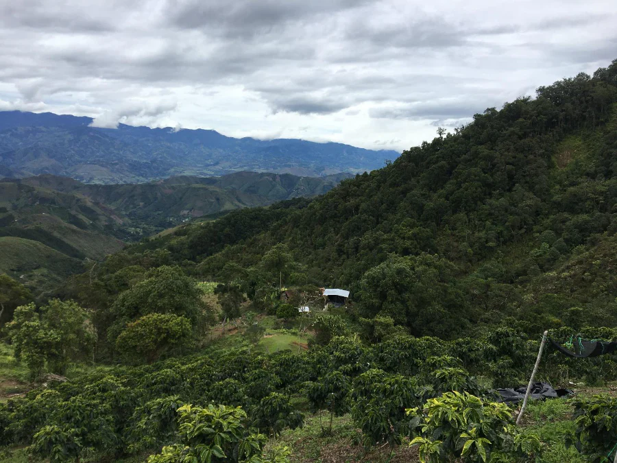 Colombia - Huila Regional Decaf - Archived - Image 5