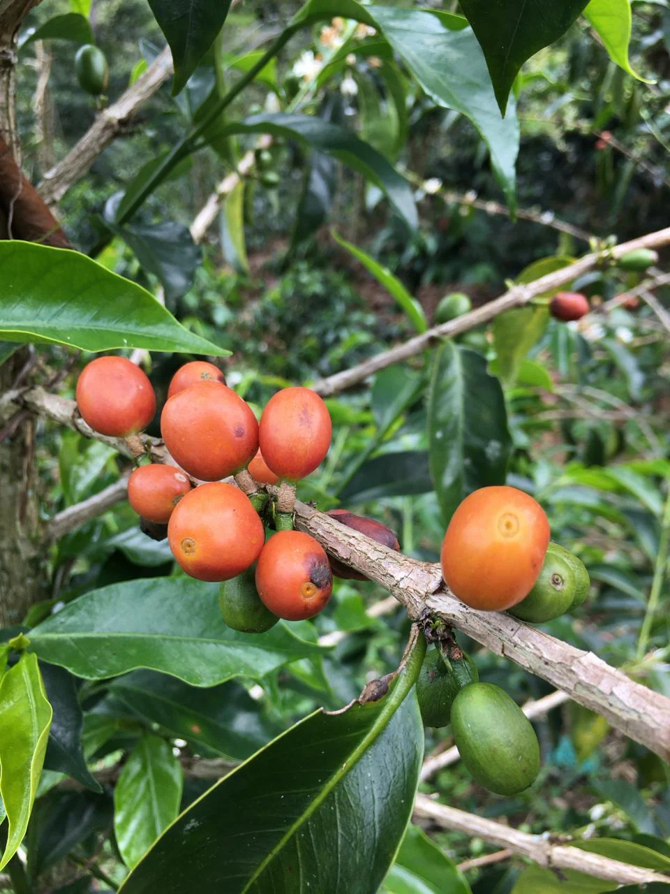 Colombia - La Soledad | Orange Bourbon Fermented Washed 2025 - Archived - Image 4
