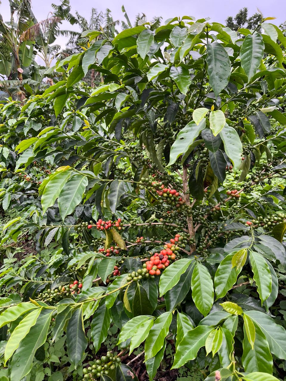 Colombia - La Soledad | Orange Bourbon Fermented Washed - Archived - Image 4