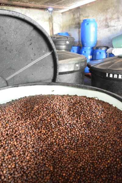 Colombia - Las Flores | Chiroso Thermal Shock Yeast Anaerobic Washed - Archived - Image 6