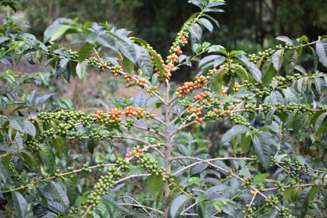 Colombia - Monteverde | Wush Wush Yeast Anaerobic Natural - Archived - Image 4