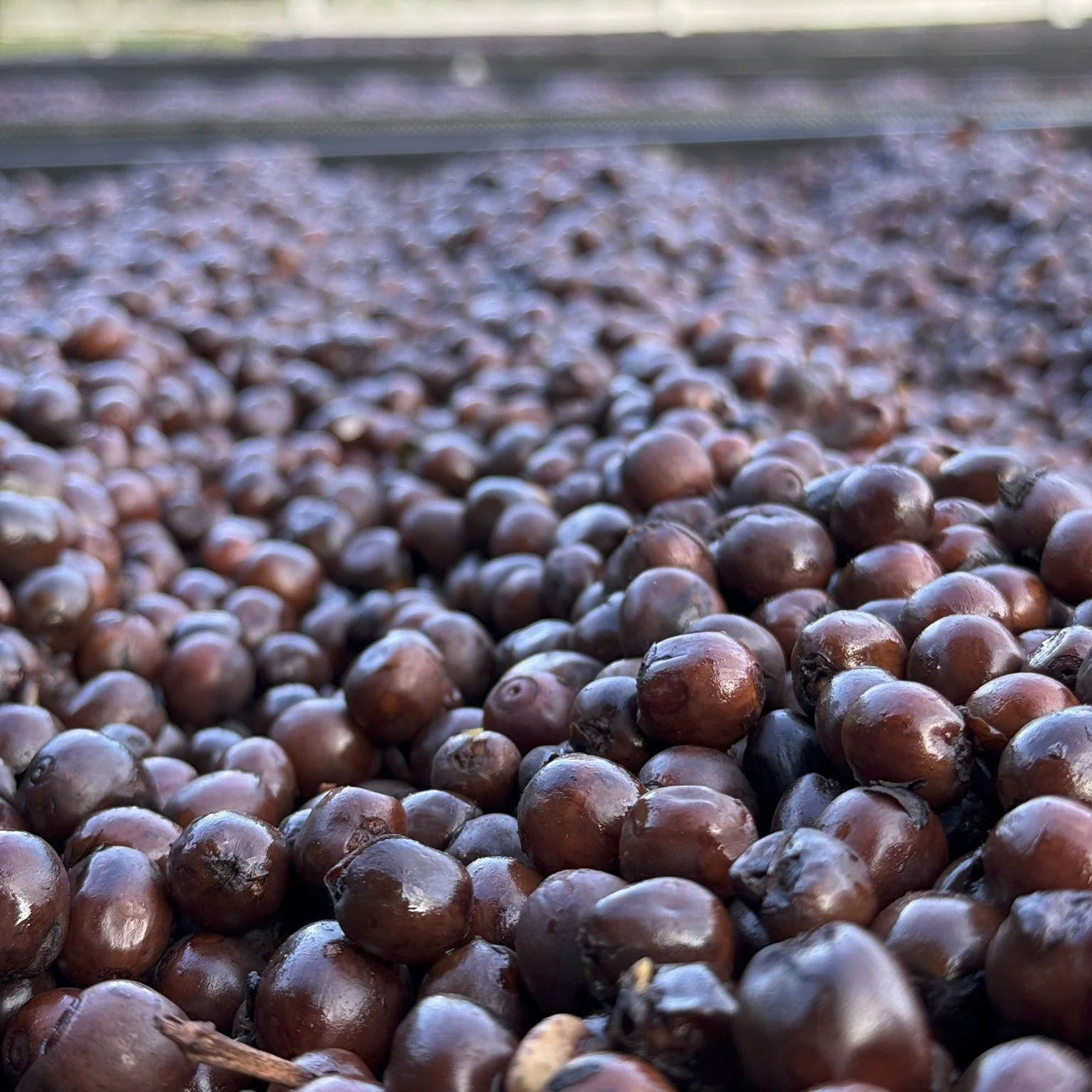 Costa Rica - Finca VOO Red Catuai | Ply Process Cold Fermentation Honey - Archived - Image 3
