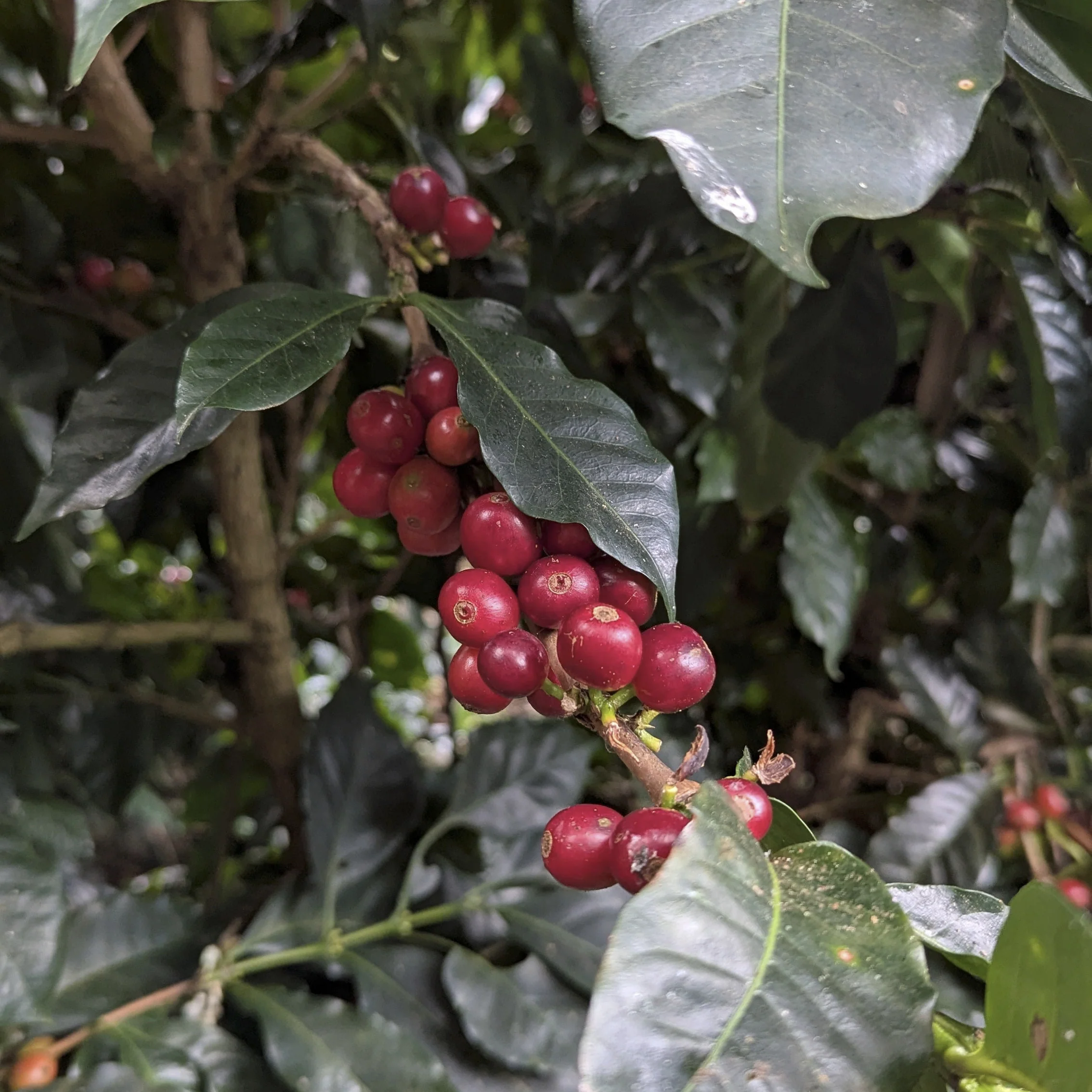 Costa Rica - Finca VOO Red Catuai | Ply Process Cold Fermentation Honey - Archived - Image 5