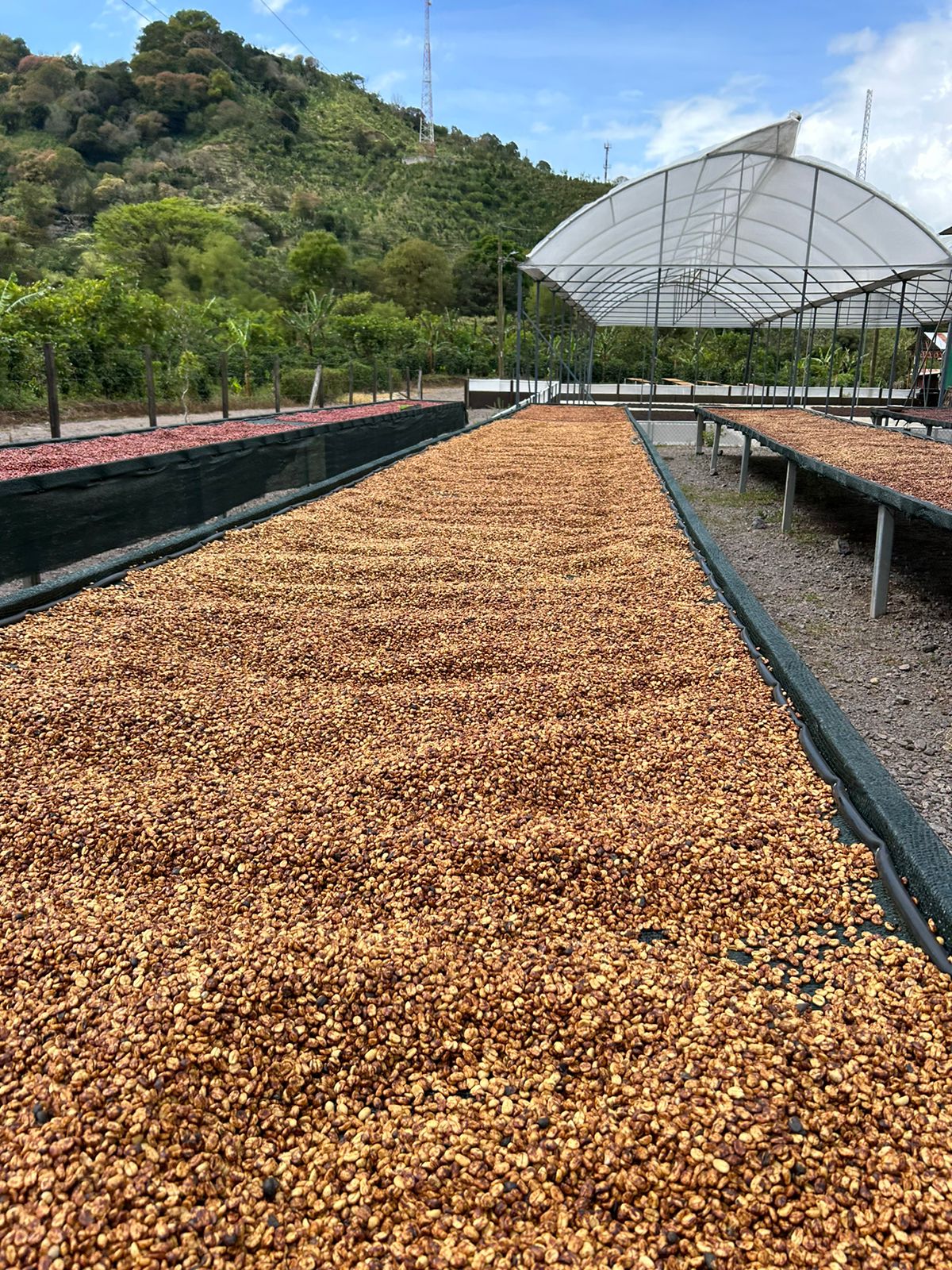 Costa Rica - Ivan Solis - Vara Blanca | Black Honey - Archived - Image 3