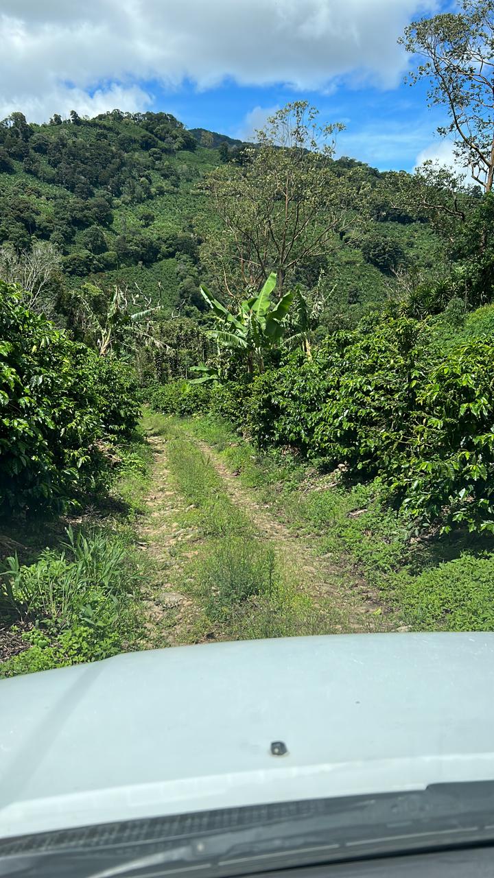 Costa Rica - Ivan Solis - Vara Blanca | Black Honey - Archived - Image 4