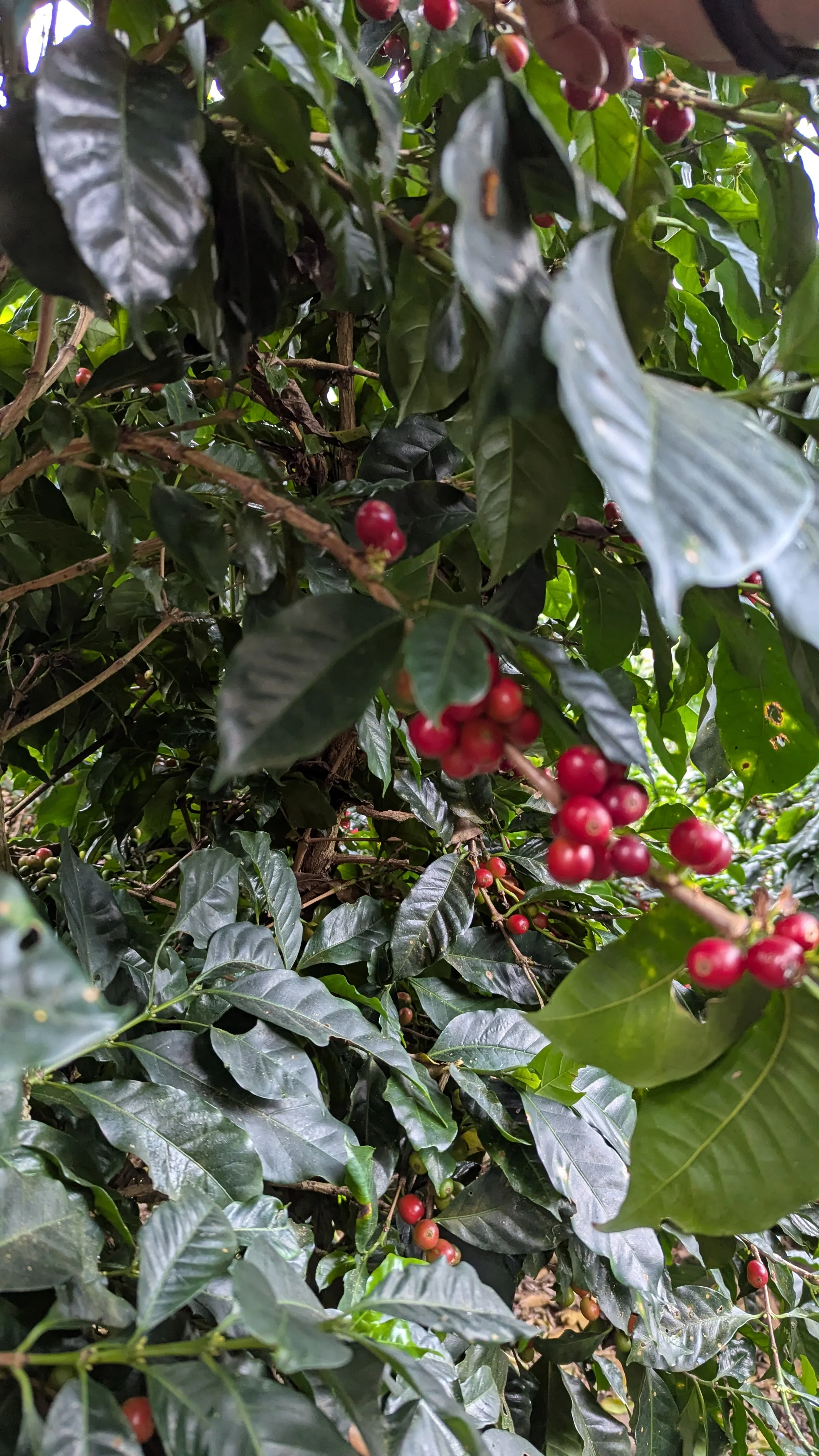 Costa Rica - Ivan Solis - Cuatro Vientos | Black Honey - Archived - Image 8