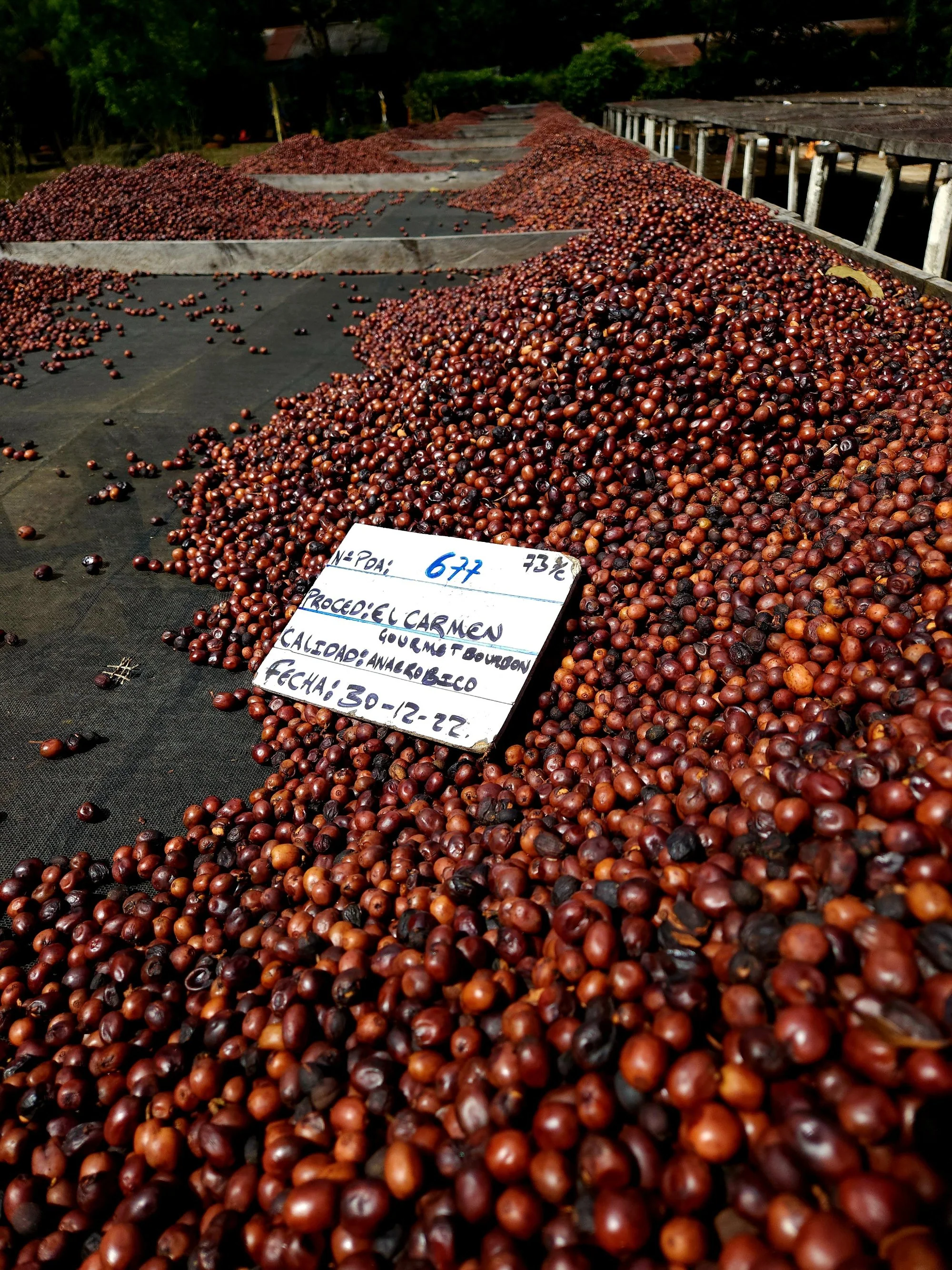 El Salvador - El Carmen | Elite Bourbon Anaerobic Natural - Archived - Image 5