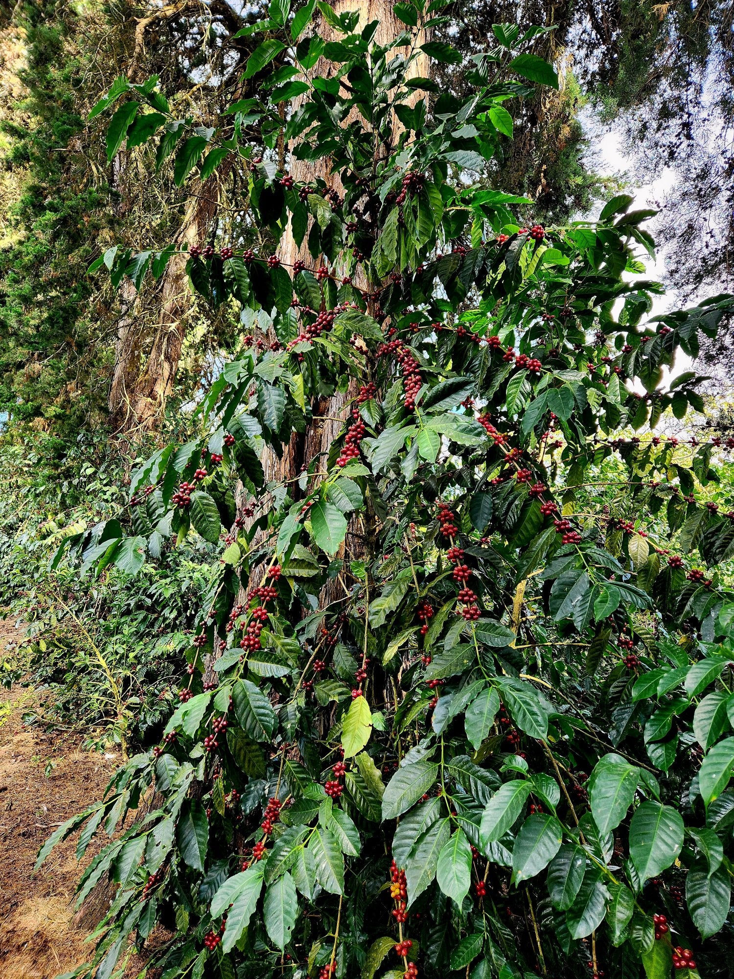 El Salvador - El Carmen | Elite Bourbon Anaerobic Natural - Archived - Image 6