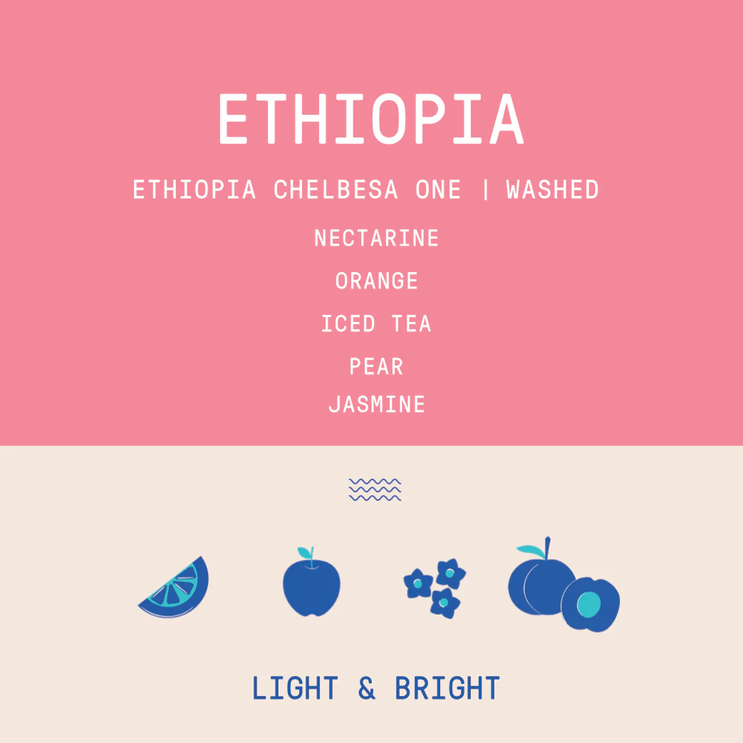 Ethiopia - Chelbesa One Station | Washed - Archived - Image 2