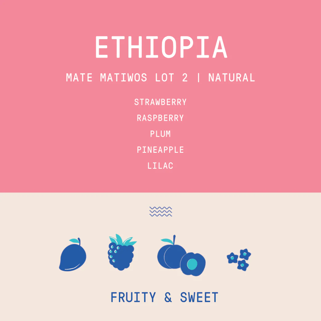 Ethiopia - Mate Matiwos Lot 2 Keramo | Natural - Archived - Image 2