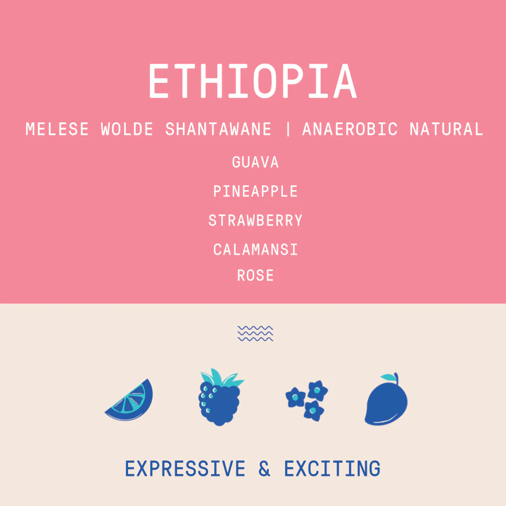 Ethiopia - Melese Wolde Shantawane | Anaerobic Natural - Archived - Image 4