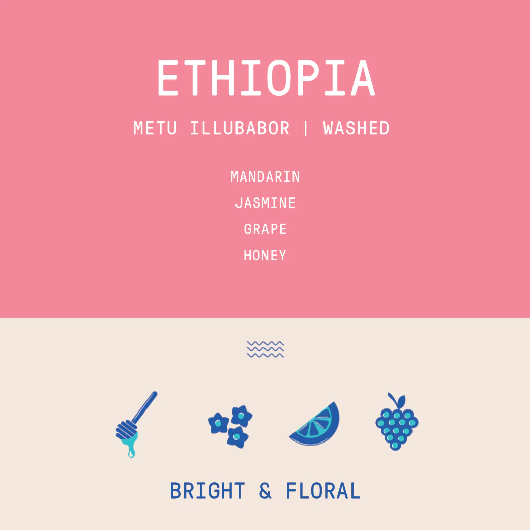 Ethiopia - Metu Illubabor | Washed - Archived - Image 2