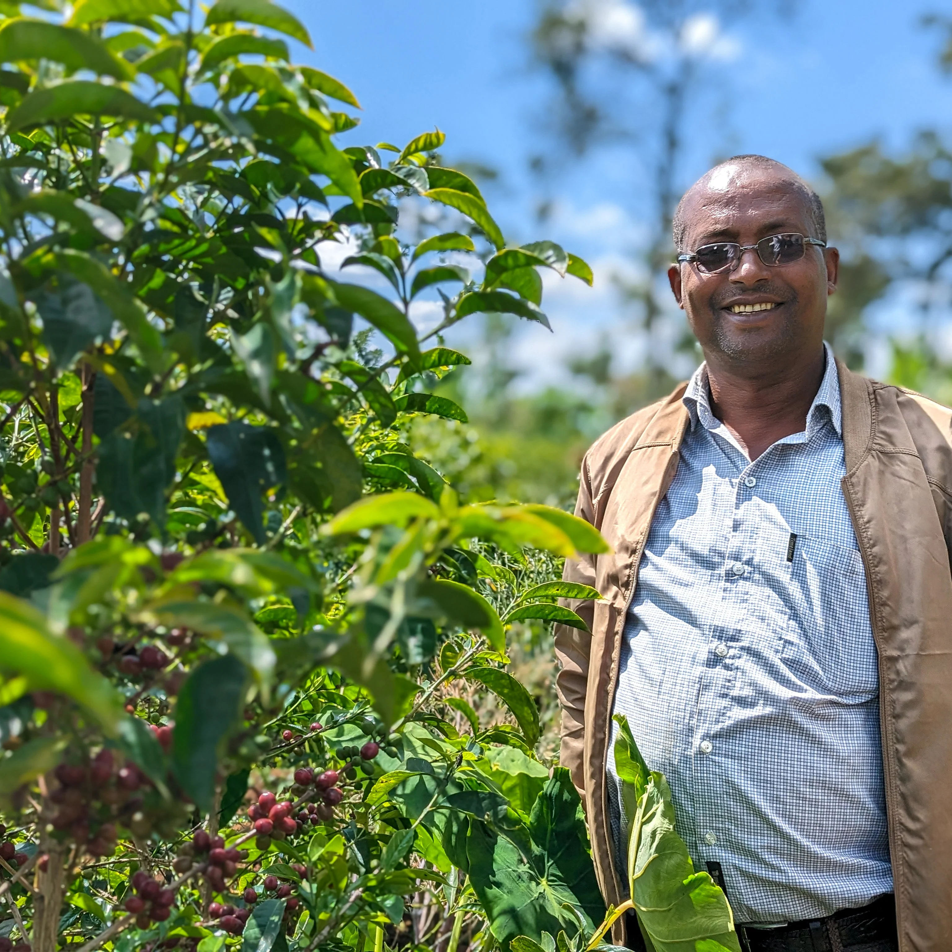 Ethiopia - Nguisse Nare Murago Lot 1 | Natural - Archived - Image 3