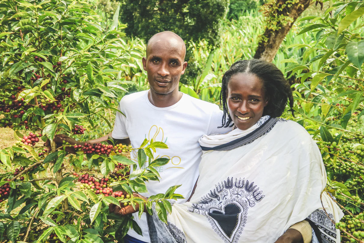 Ethiopia - Qabballe Raro Nensebo | Natural - Archived - Image 3