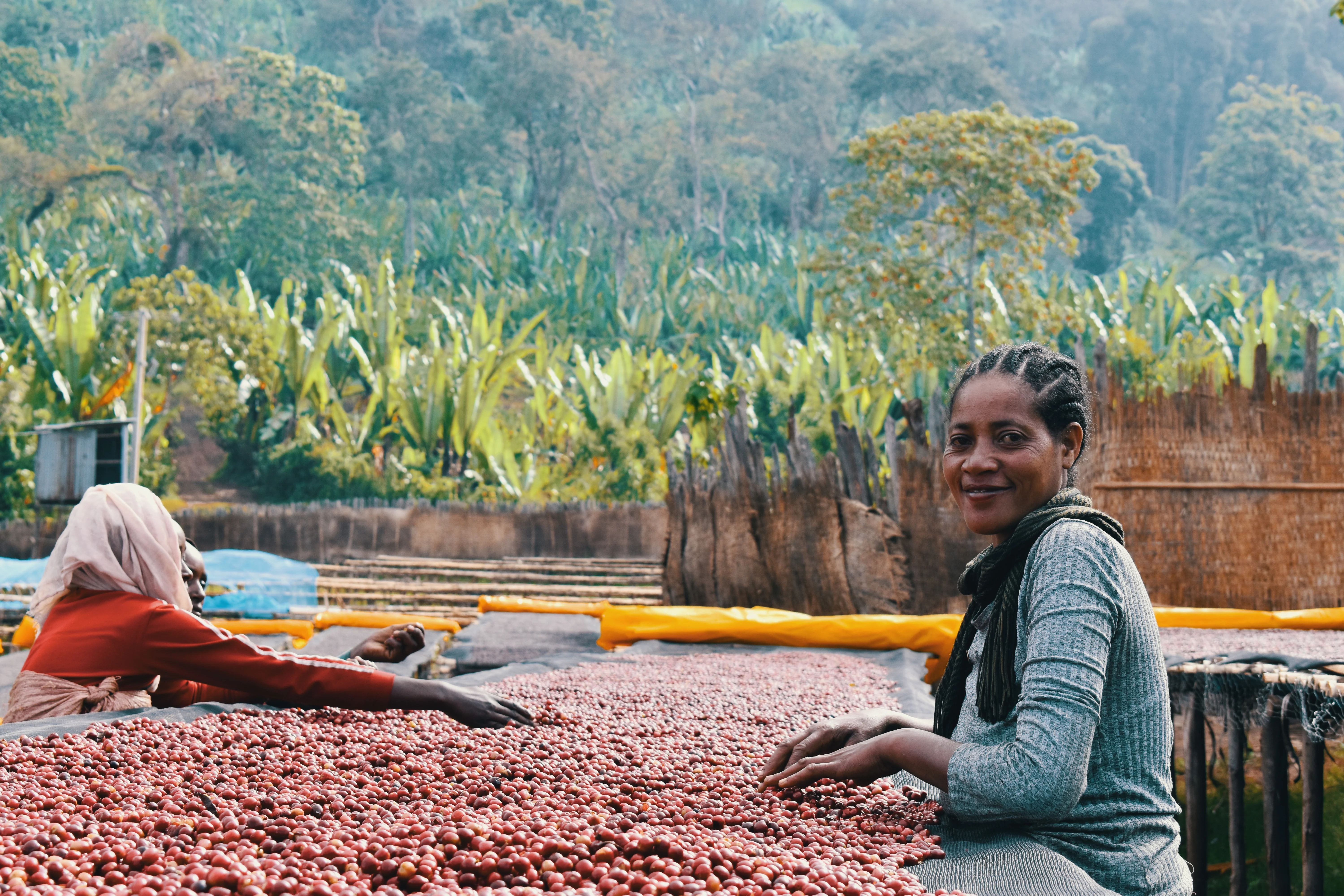 Ethiopia - Shantawene | Natural Lot 447 - Archived - Image 3
