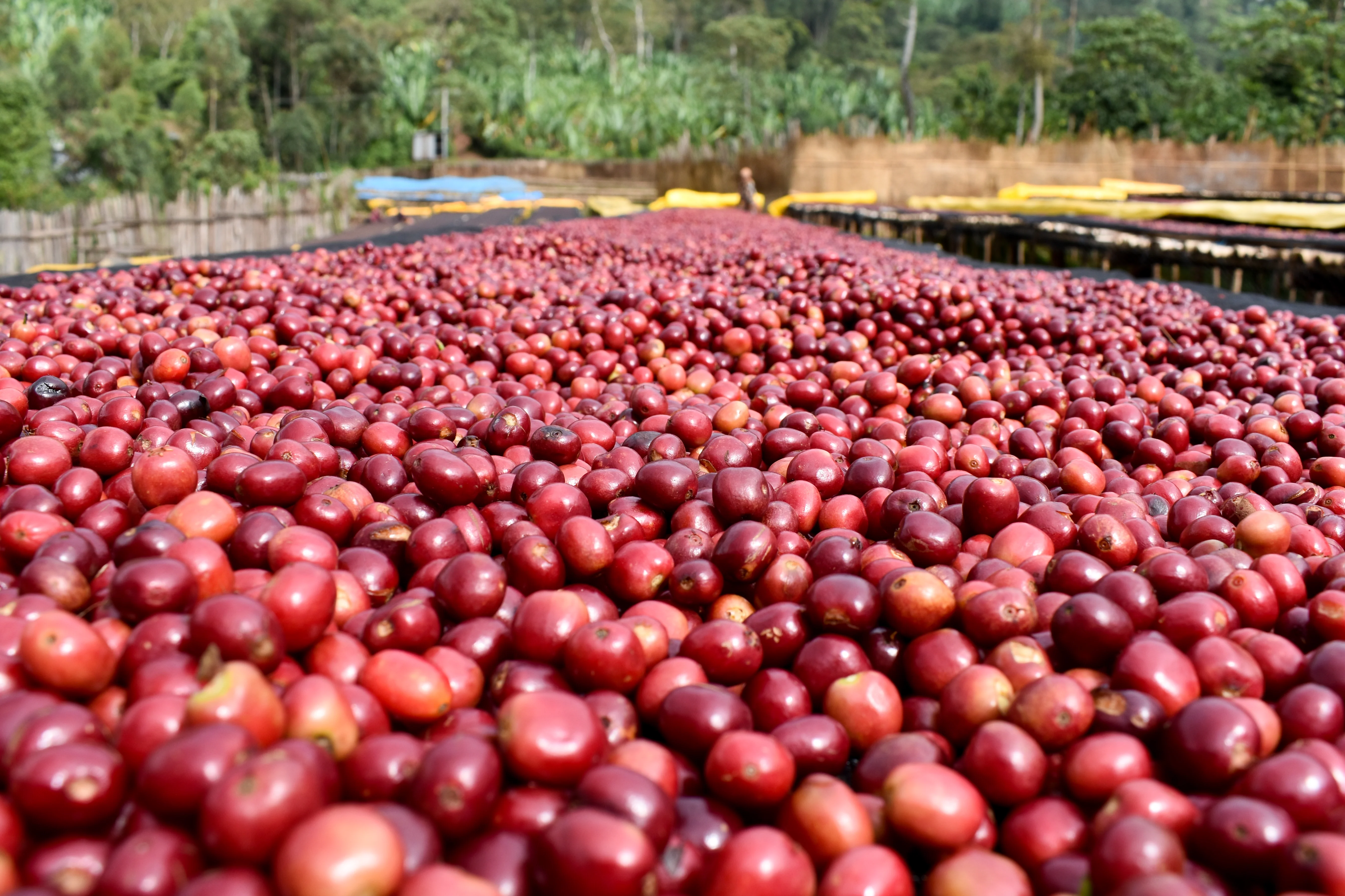 Ethiopia - Shantawene | Natural Lot 447 - Archived - Image 4