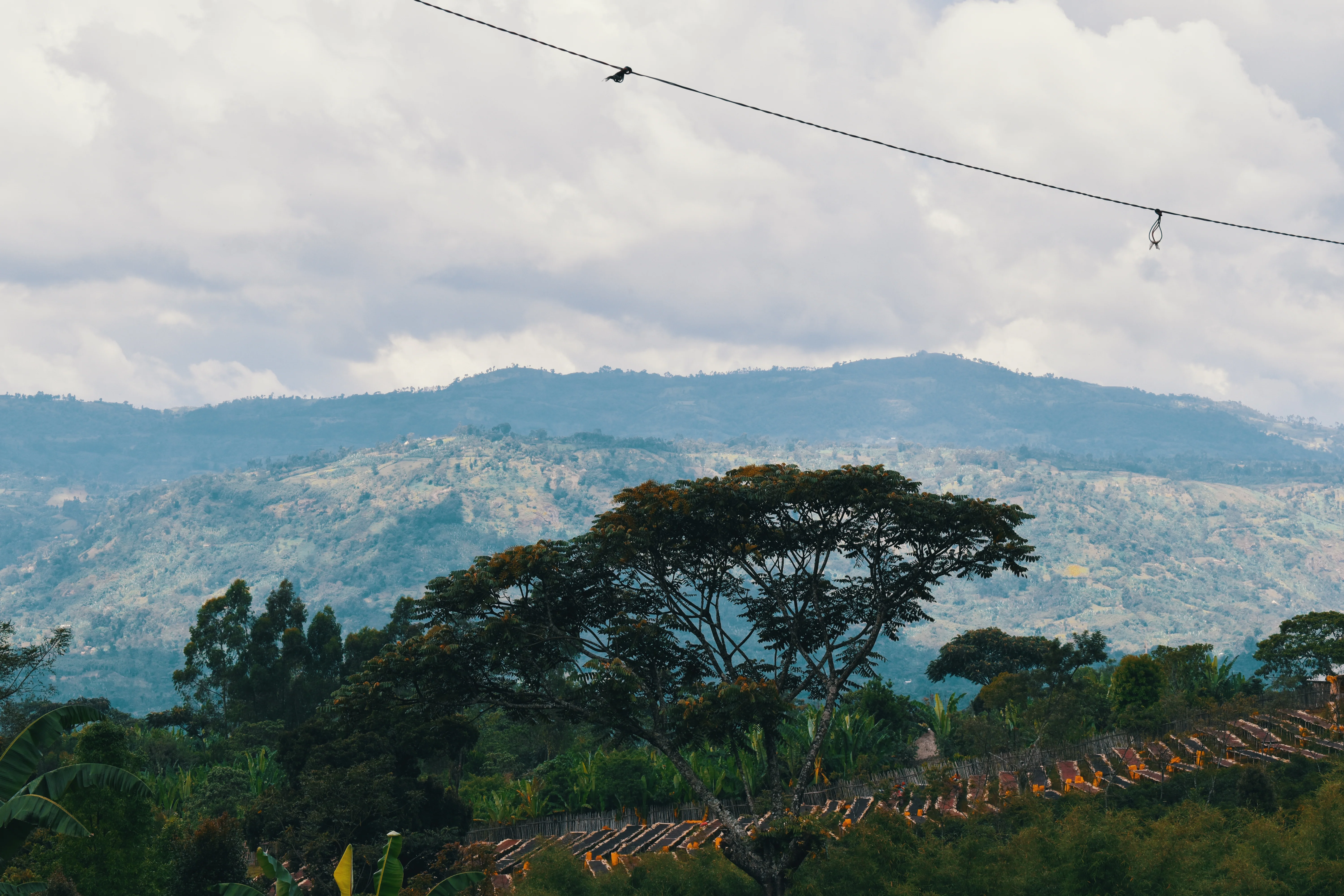 Ethiopia - Shantawene | Natural Lot 447 - Archived - Image 5