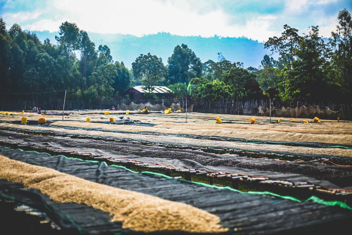 Ethiopia - Udesa Fora Station | Washed - Archived - Image 6