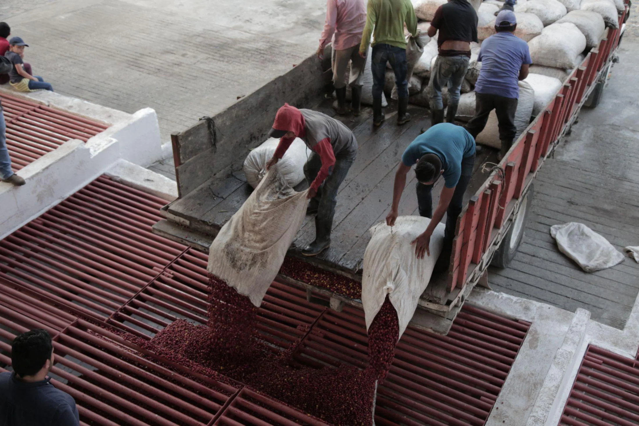 Guatemala - Farms of Sierra de las Minas | Washed - Archived - Image 3