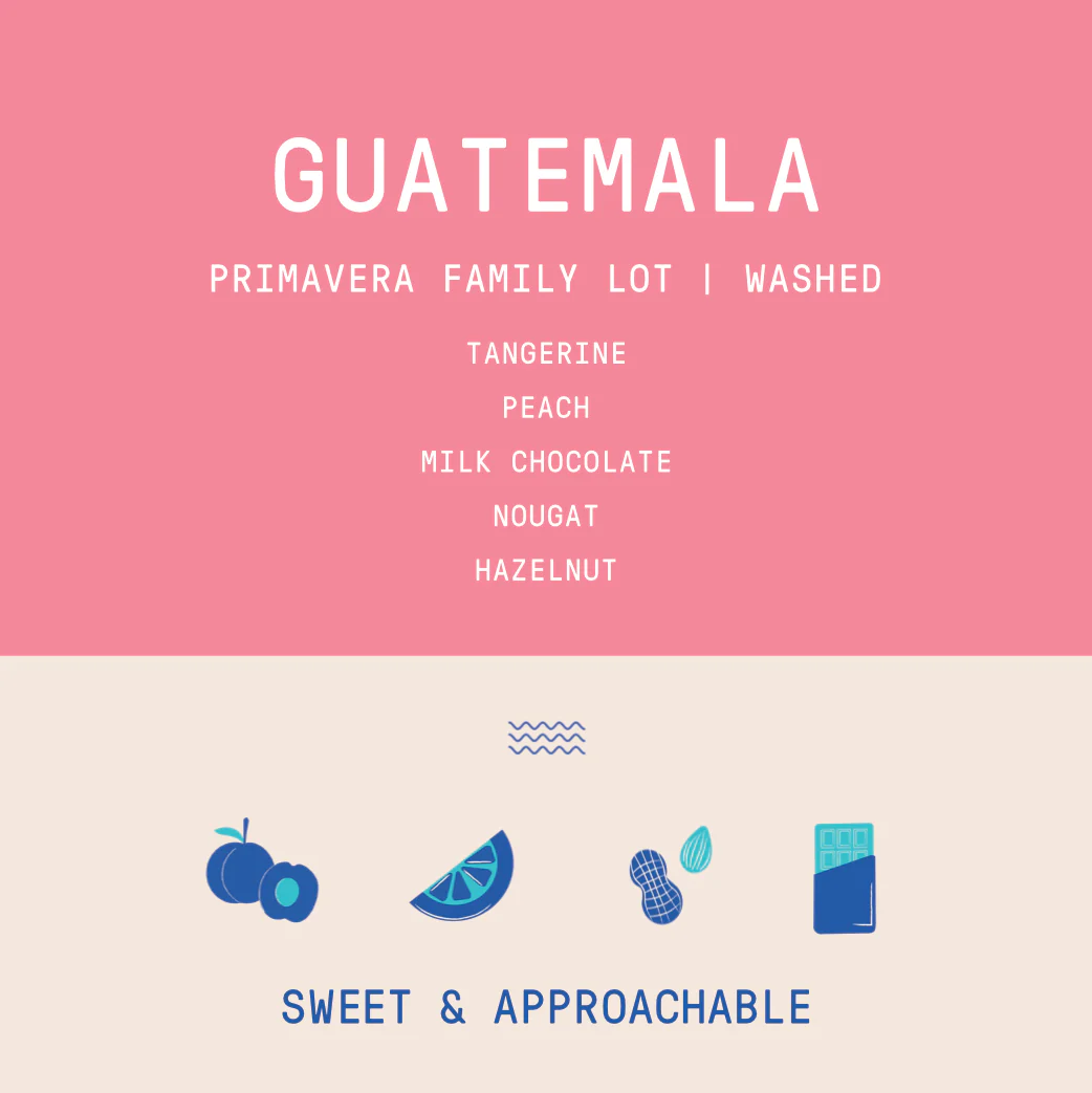 Guatemala - Huehuetenango Primavera Family Lot | Washed - Archived - Image 2
