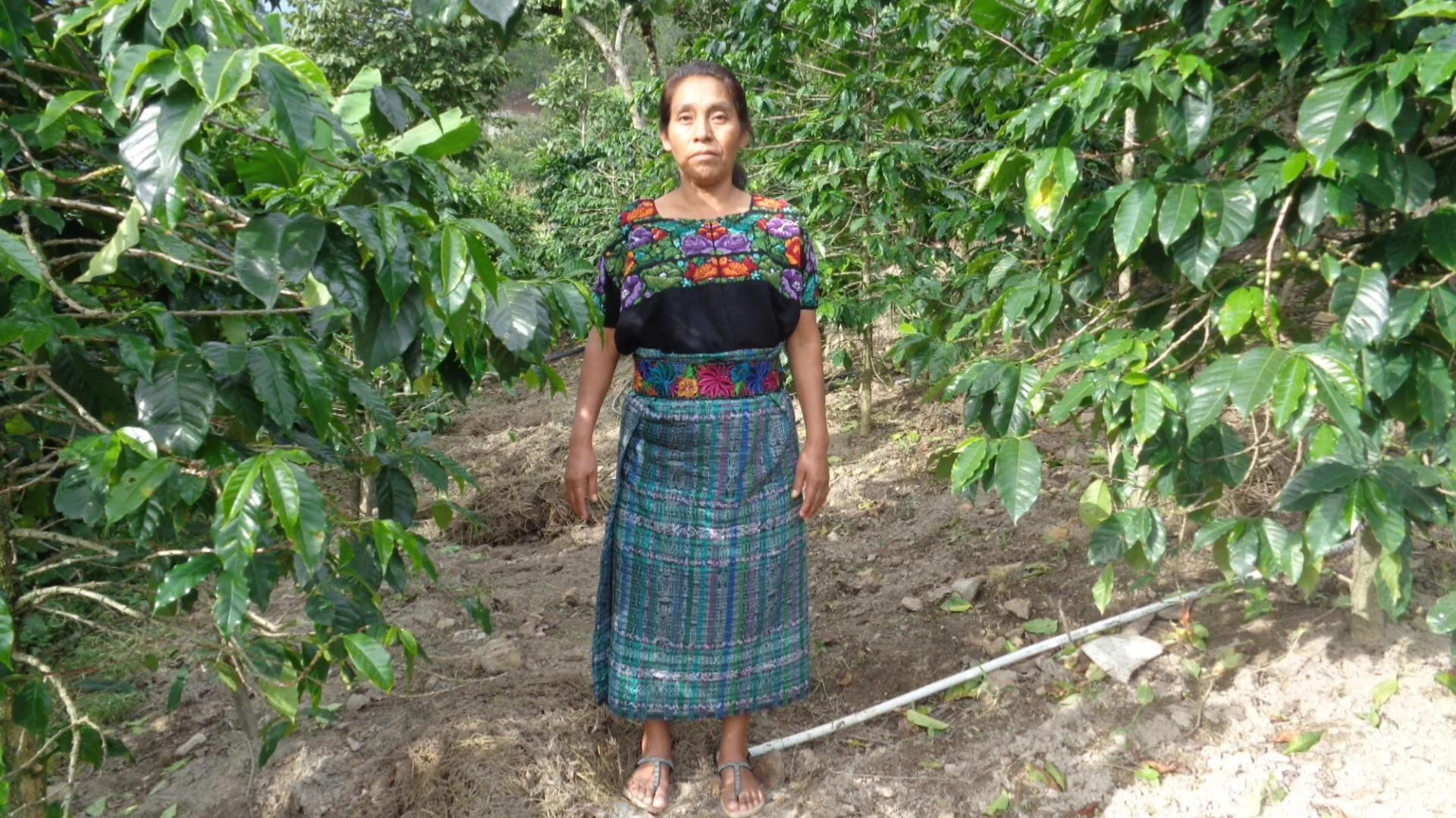 Guatemala - La Florida | Washed - Archived - Image 3