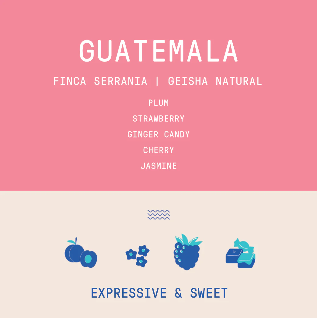 Guatemala - La Serrania Geisha | Natural - Archived - Image 2