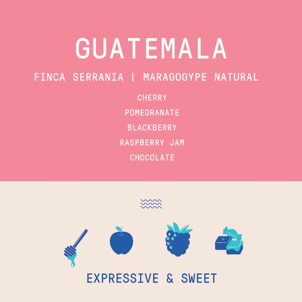 Guatemala - La Serrania Maragogype | Natural - Archived - Image 2