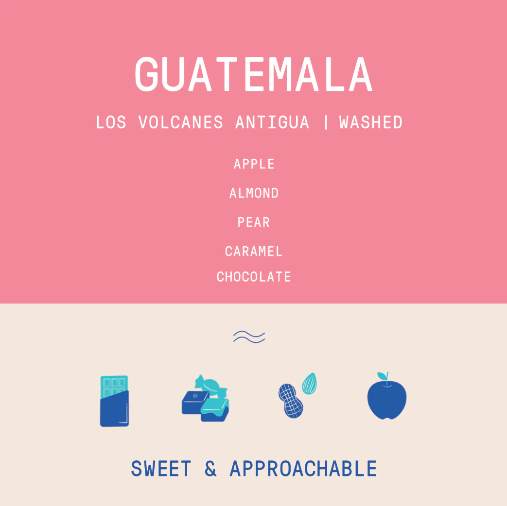 Guatemala - Los Volcanes Antigua | Washed - Archived - Image 2