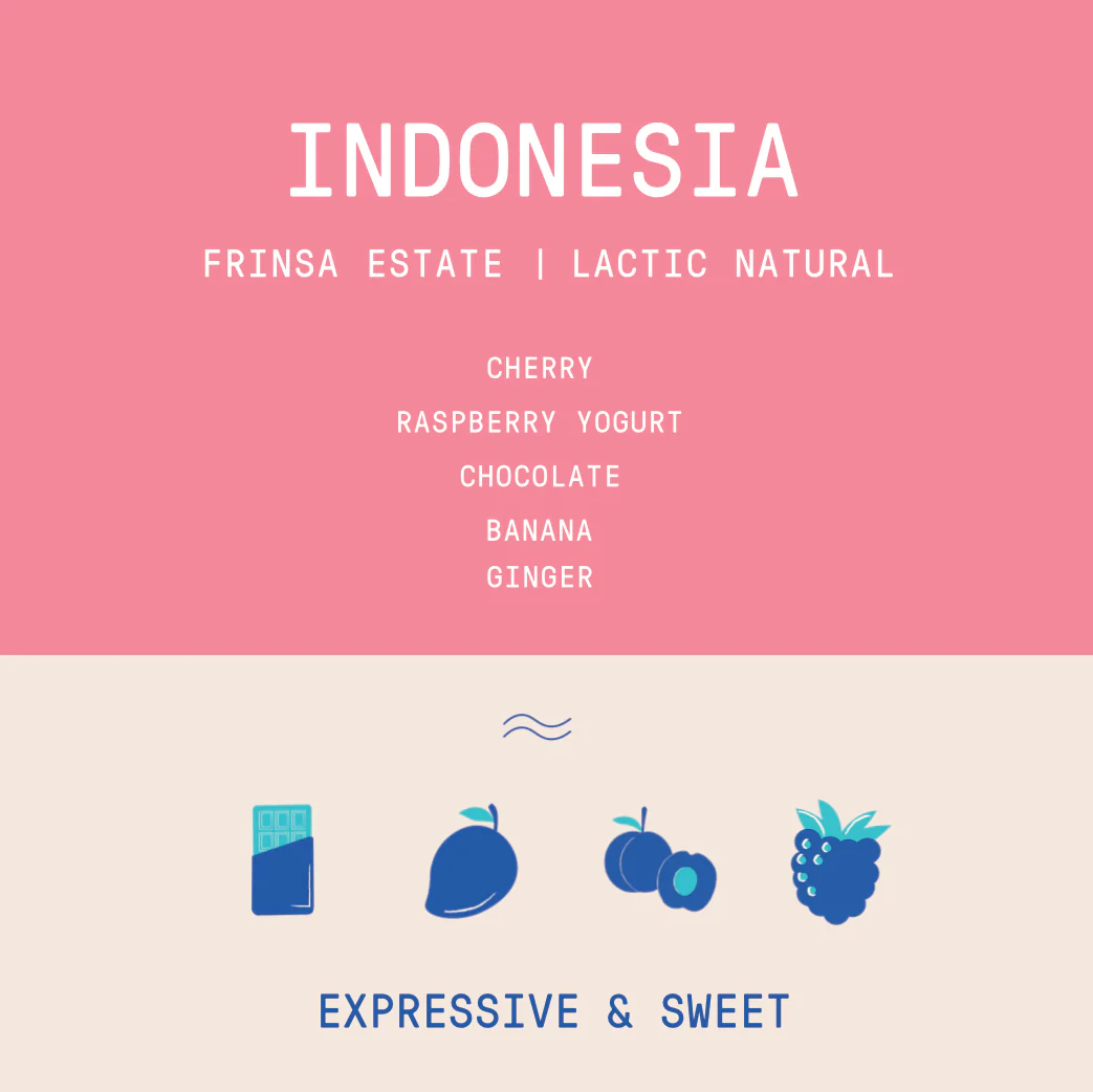 Indonesia - Java Frinsa Estate | Lactic Natural - Archived - Image 2