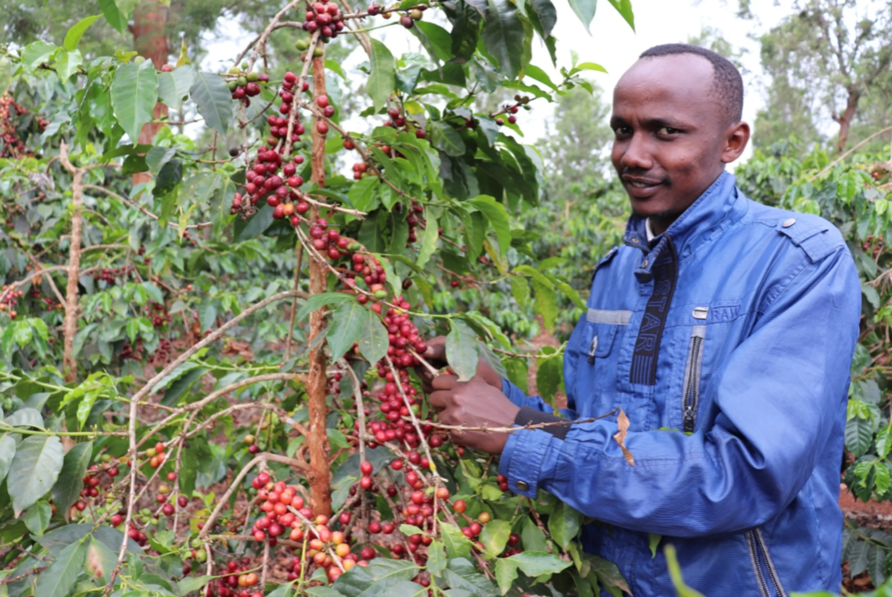Kenya - Ruera Estate | Natural - Archived - Image 5