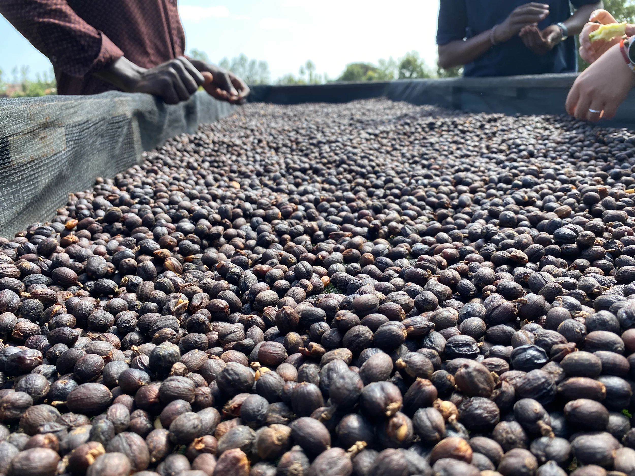 Kenya - Ruera Estate | Natural - Archived - Image 6