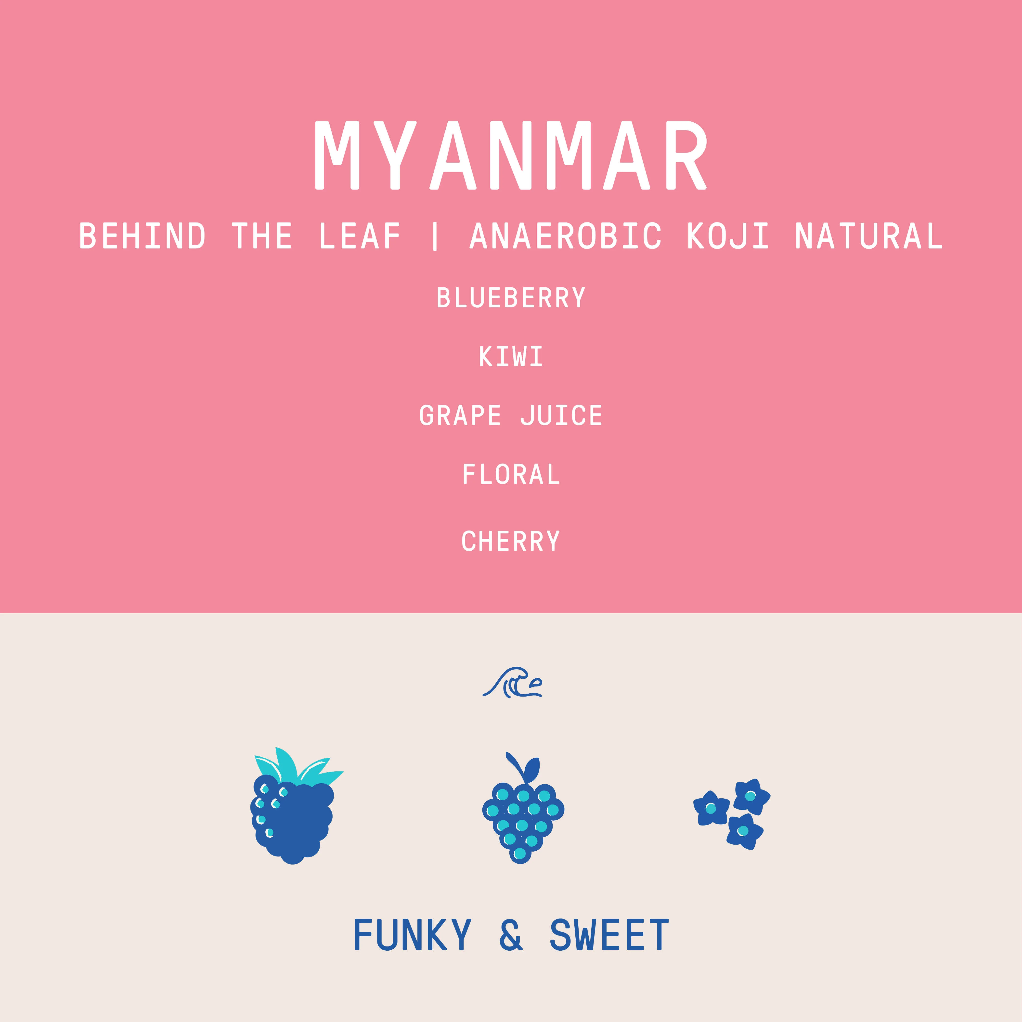 Myanmar - Behind The Leaf | Syrina - Anaerobic Koji Natural - Archived - Image 2
