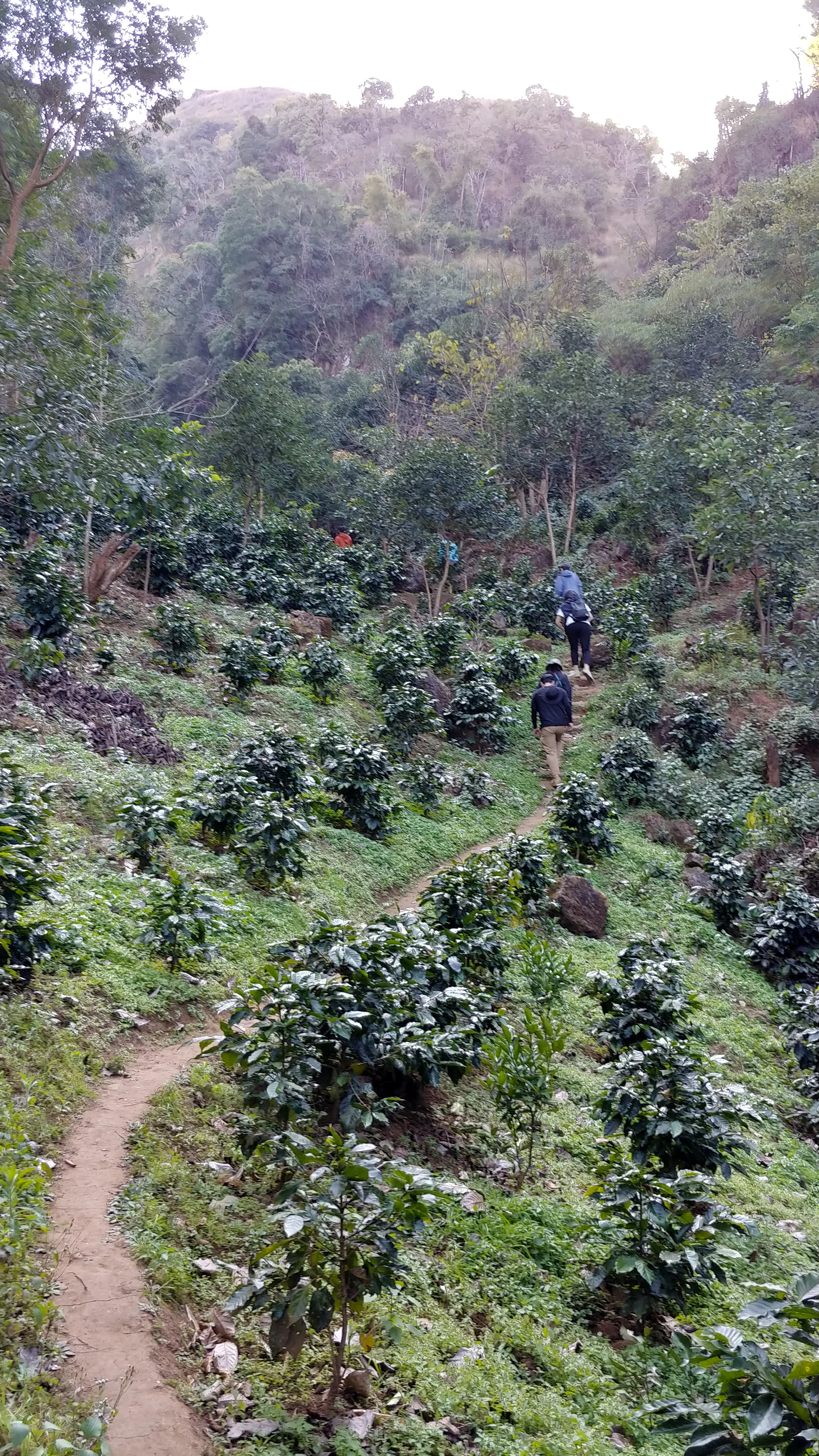 Myanmar - Pa-O Lot #110 | Catuai - Pulped Natural Honey - Archived - Image 5