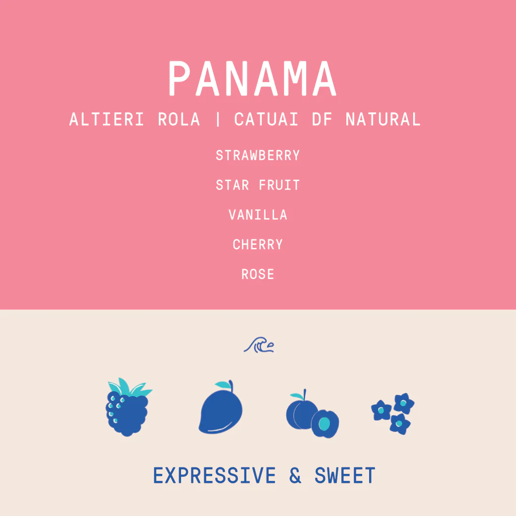 Panama - Altieri Rola Catuai | Natural - Archived - Image 2