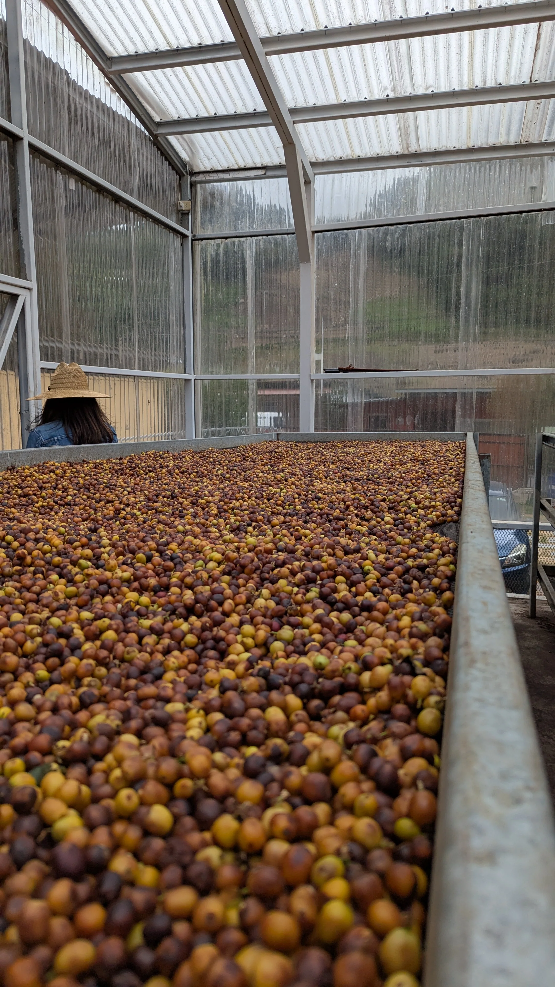 Panama - Bambito Estate Red Bourbon | Natural - Archived - Image 4