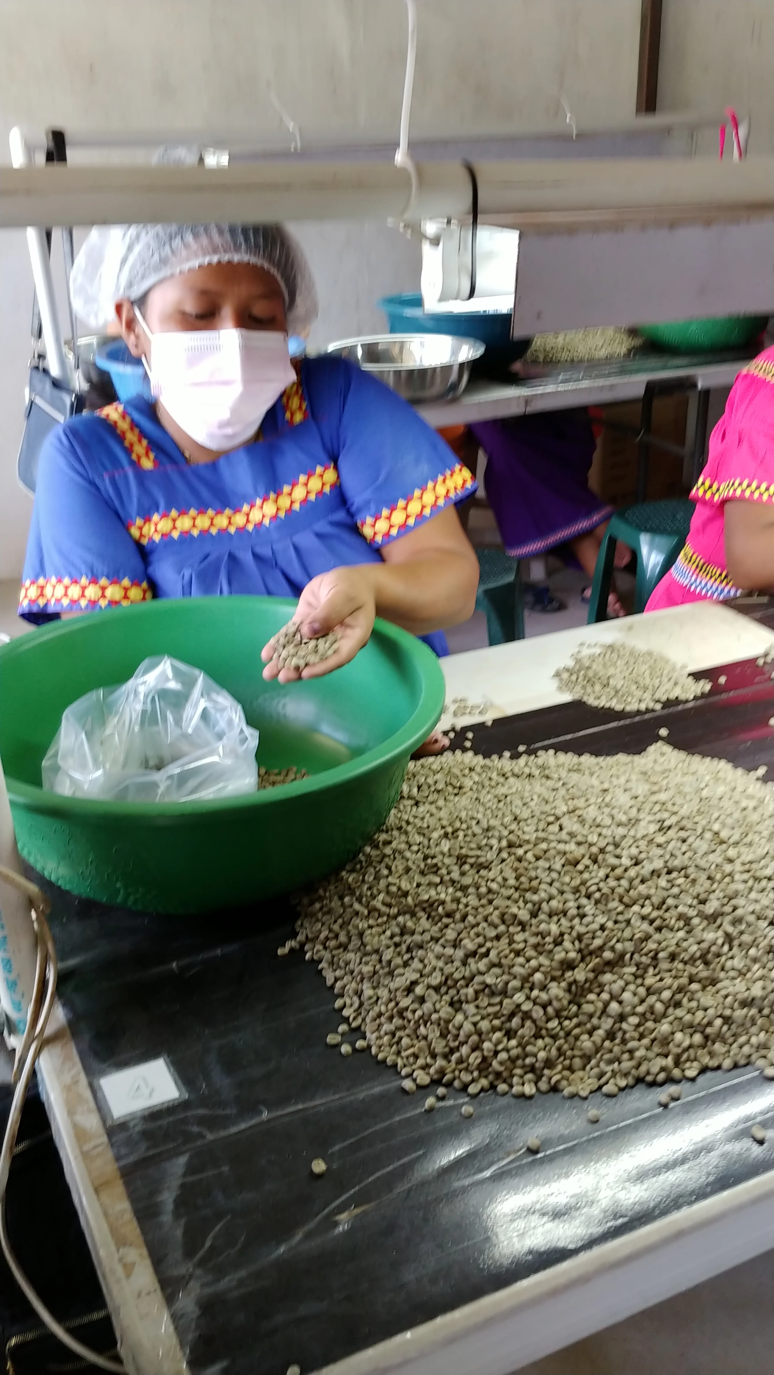 Panama - Boquete | Washed - Archived - Image 4
