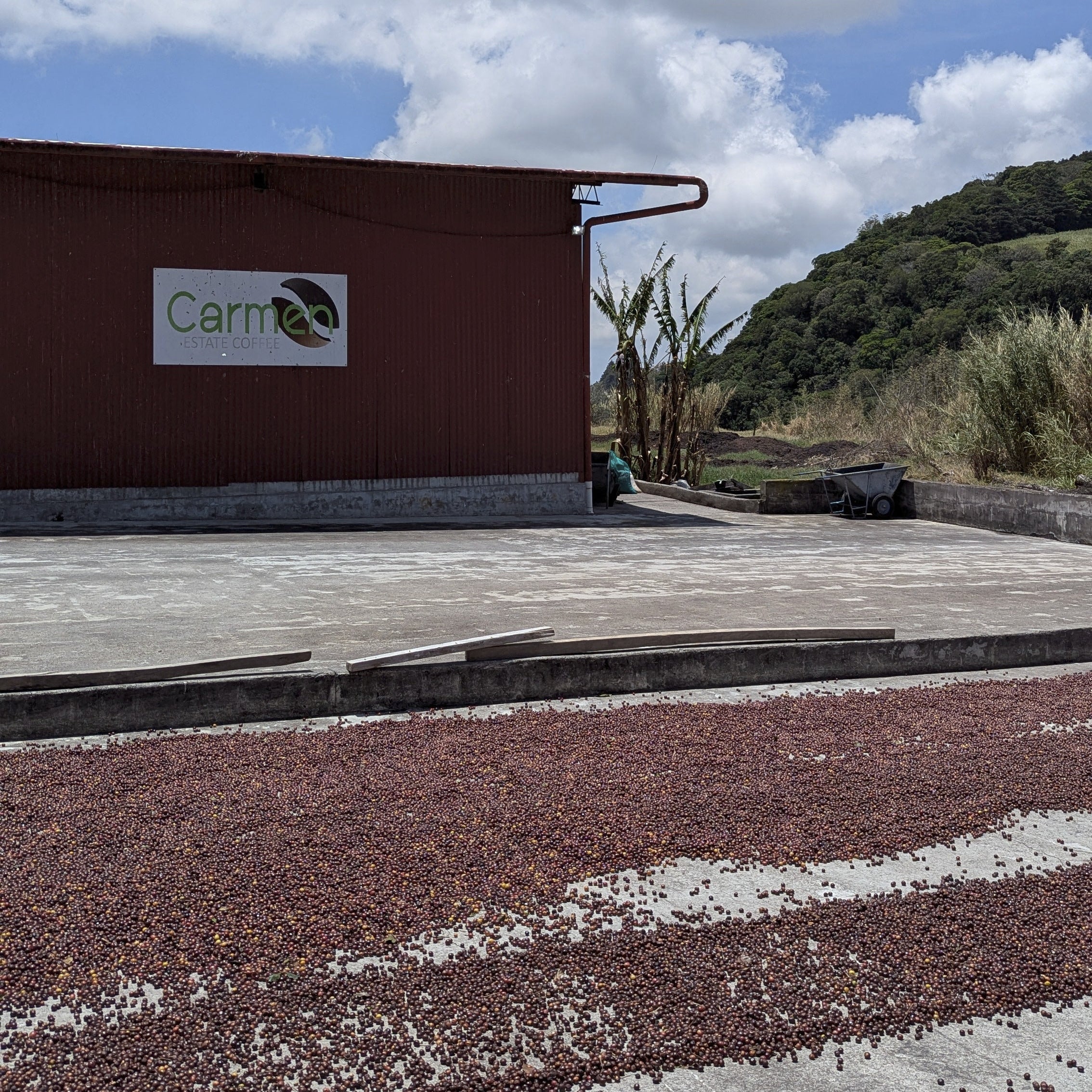 Panama - Carmen Estate Caturra Lot 4 | Washed - Archived - Image 3