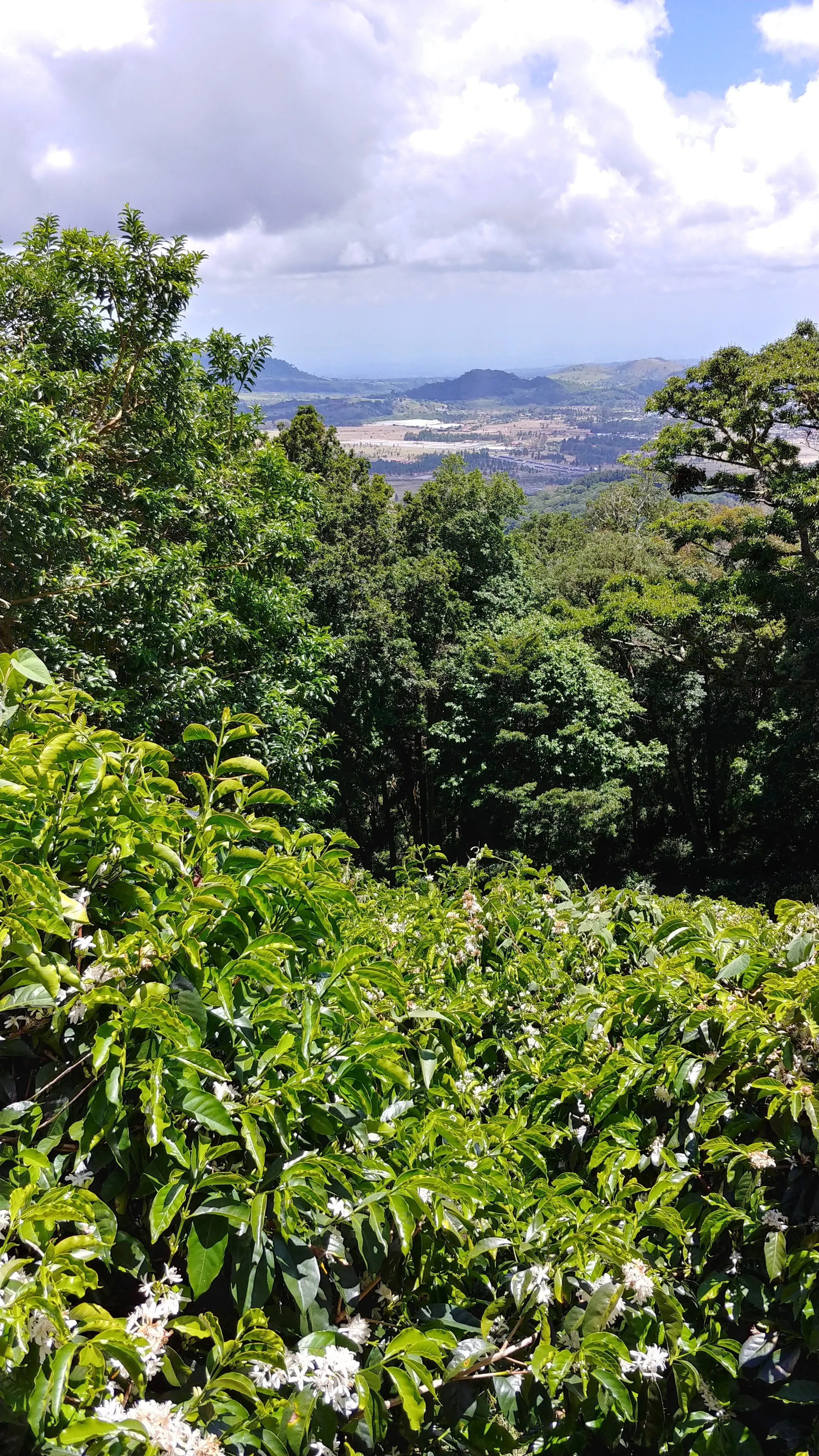 Panama - Carmen Palomar Estate Geisha Lot 9 | Natural - 100g - Archived - Image 3
