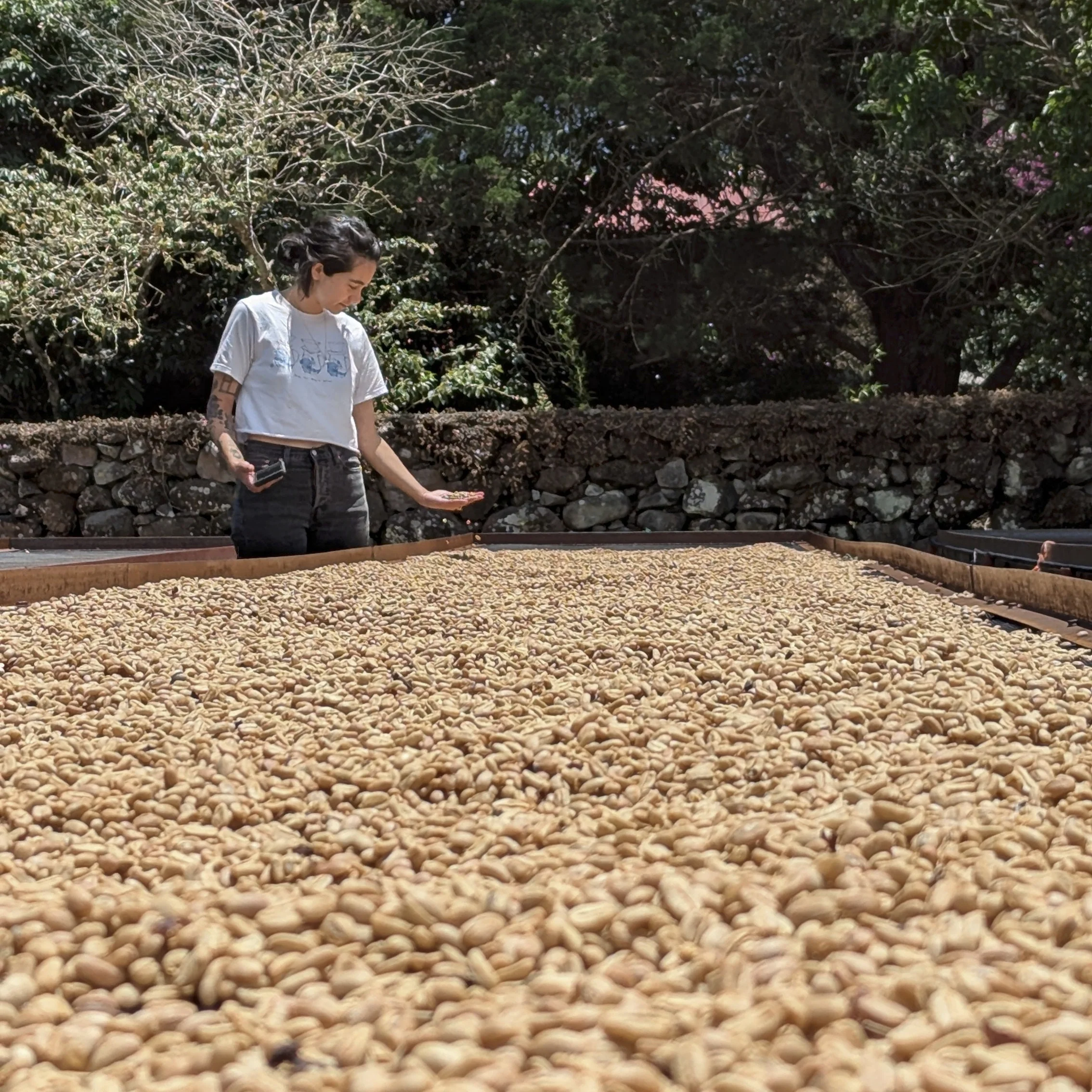 Panama - Carmen Estate Palomar Geisha Lot 3 | Natural - 100g - Archived - Image 4