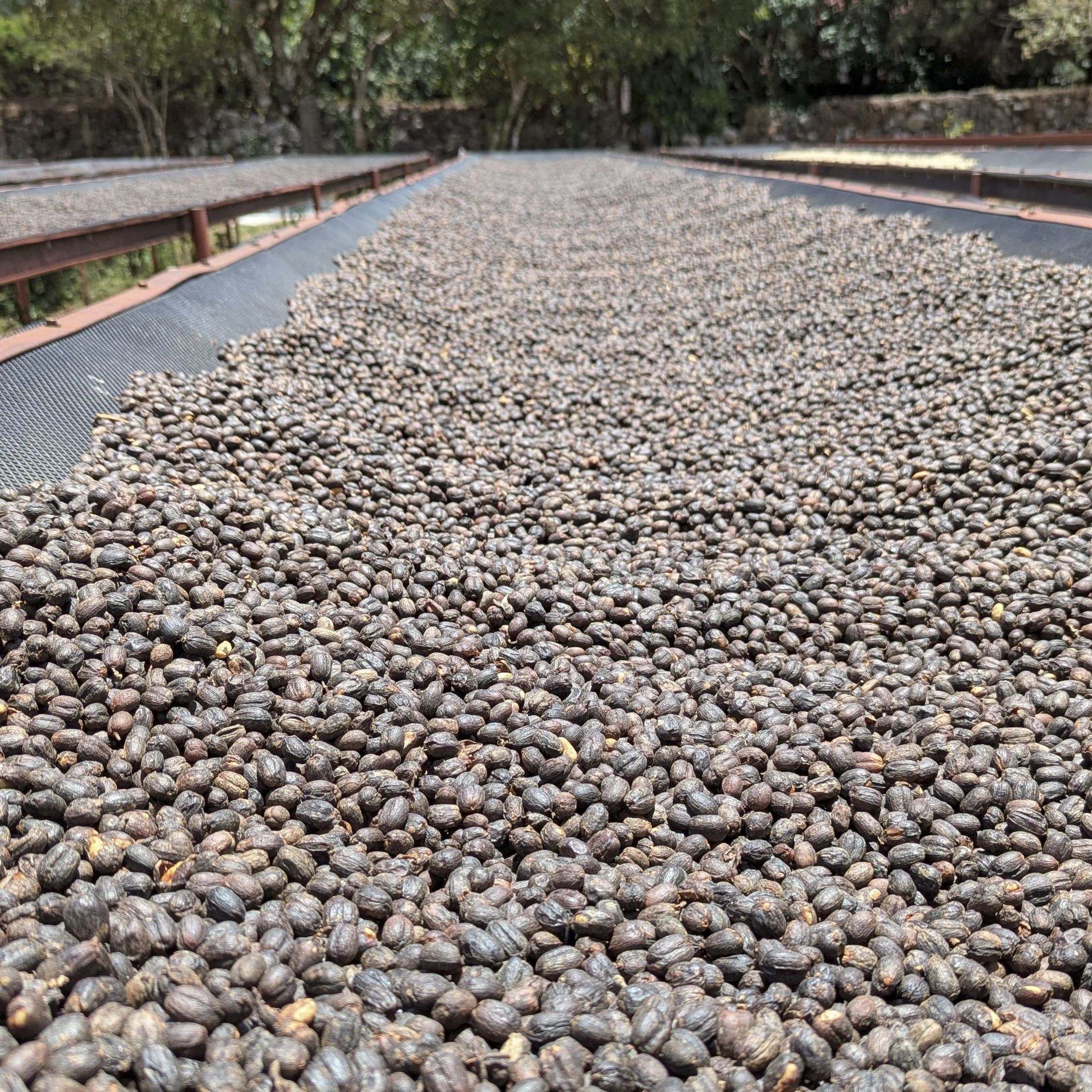 Panama - Carmen Estate Palomar Geisha Lot 3 | Natural - 100g - Archived - Image 5