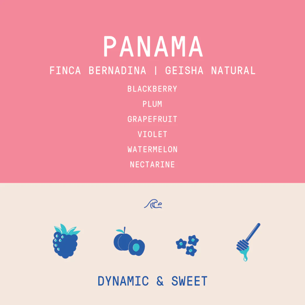 Panama - Finca Bernardina Geisha Lot 21/12/23 | Natural - 100g - Archived - Image 2