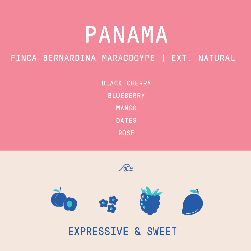 Panama - Finca Bernardina Maragogype Lot 870 | Extended Fermentation Natural - Archived - Image 2
