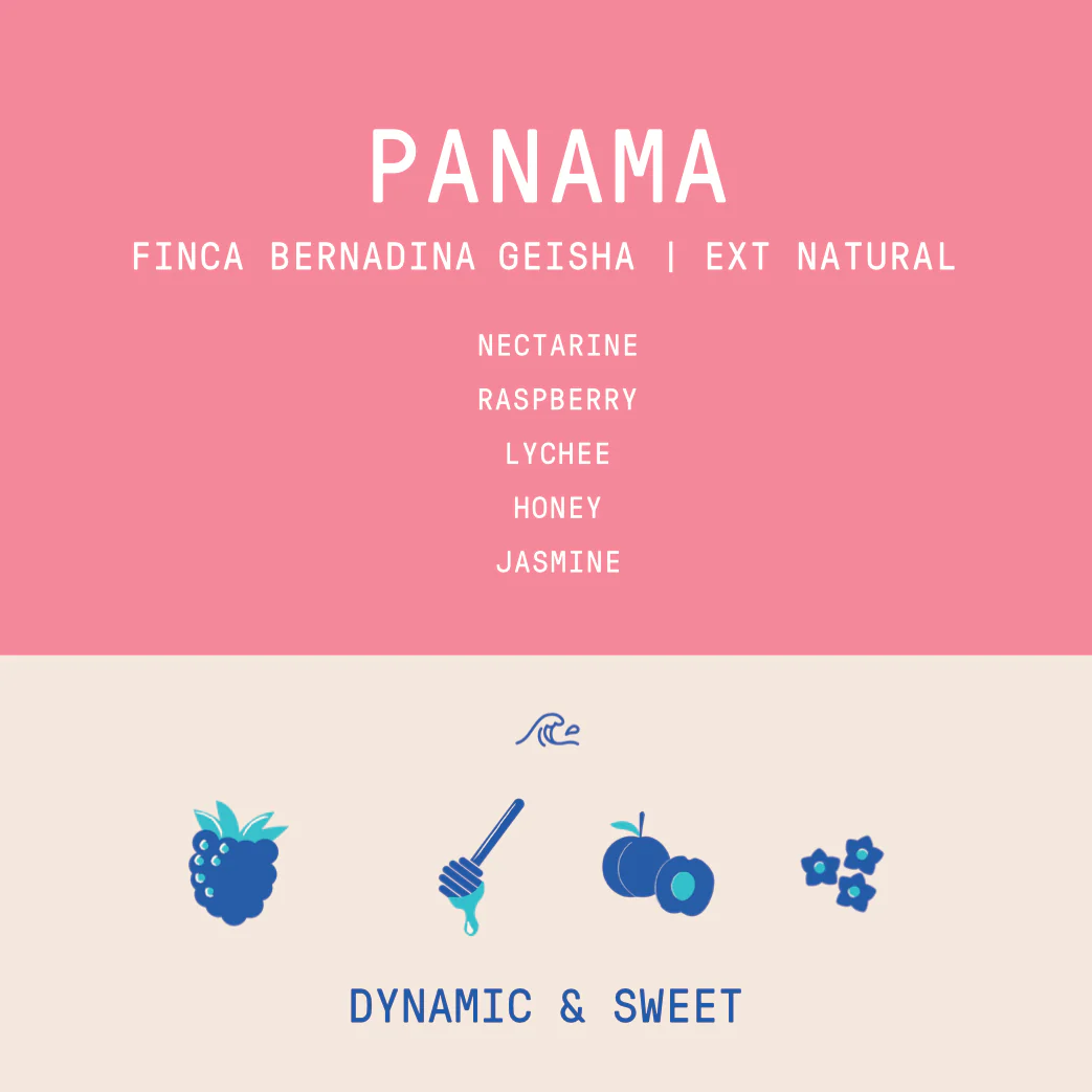 Panama - Finca Bernardina Geisha Lot 1555 | Natural Extended Fermentation- 100g - Archived - Image 2