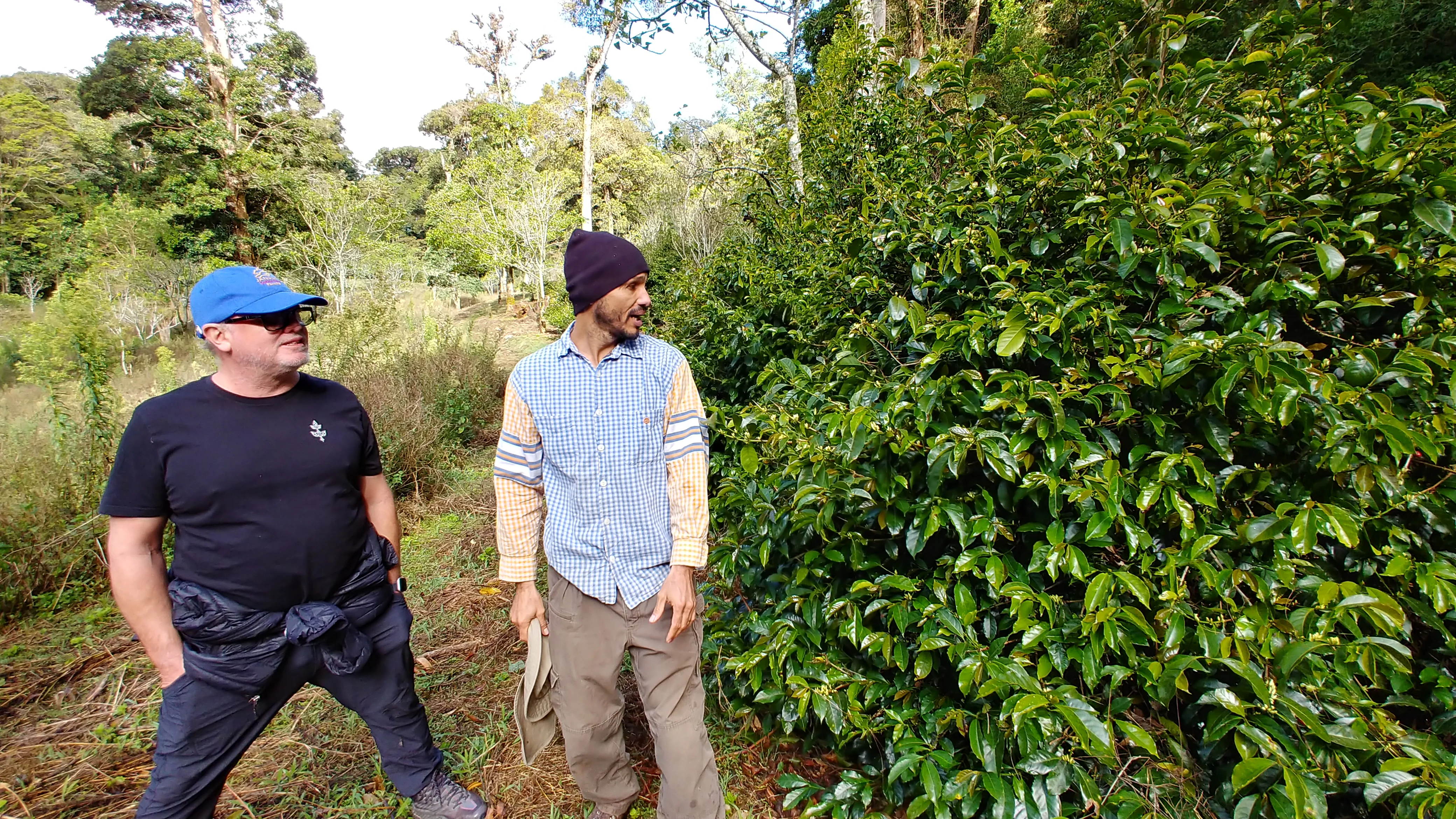 Panama - Finca Jurutungo Gesha  | Lot 415  Honey - 100g - Archived - Image 5