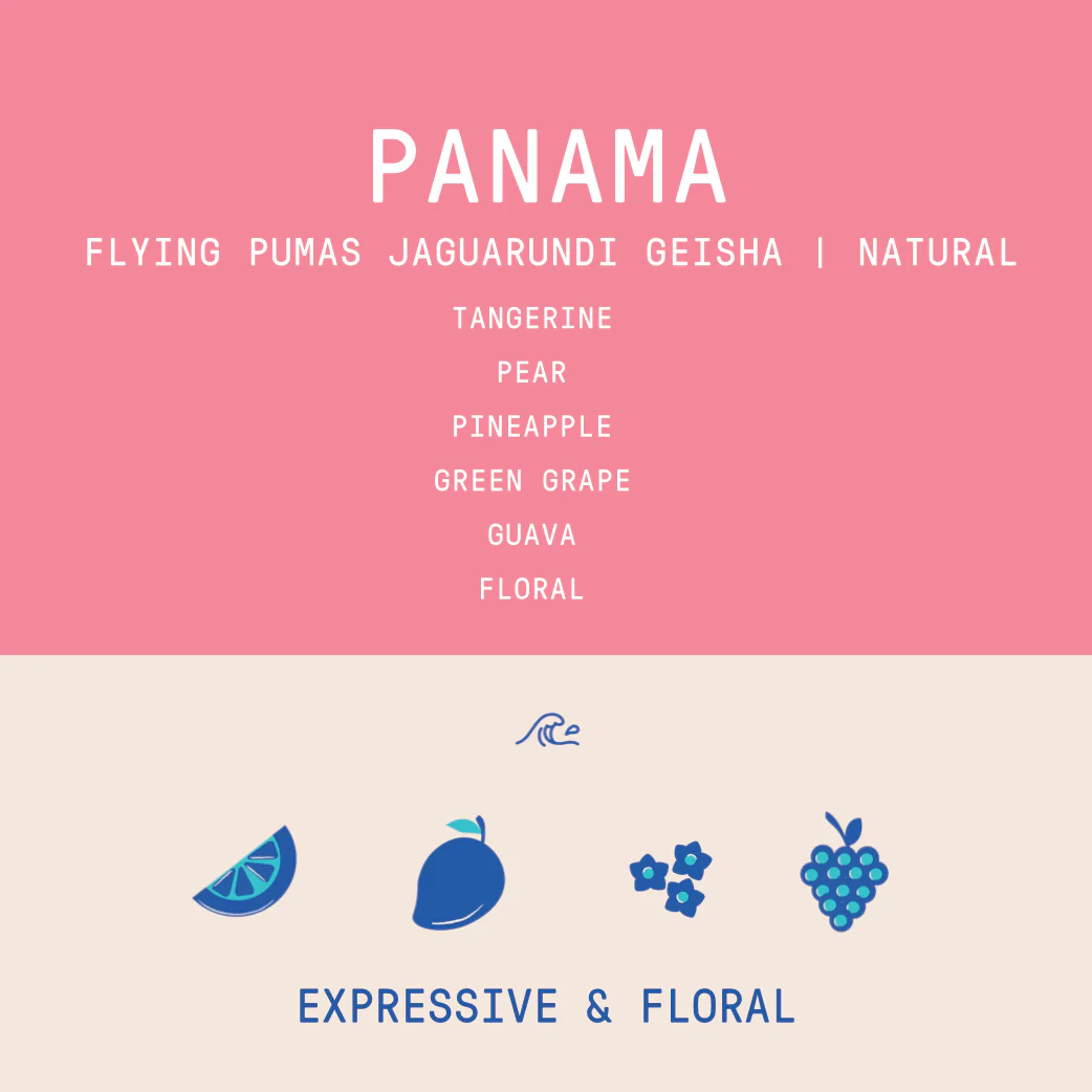 Panama - Flying Pumas Jaguarundi | Geisha Anaerobic Natural - 100g - Archived - Image 2