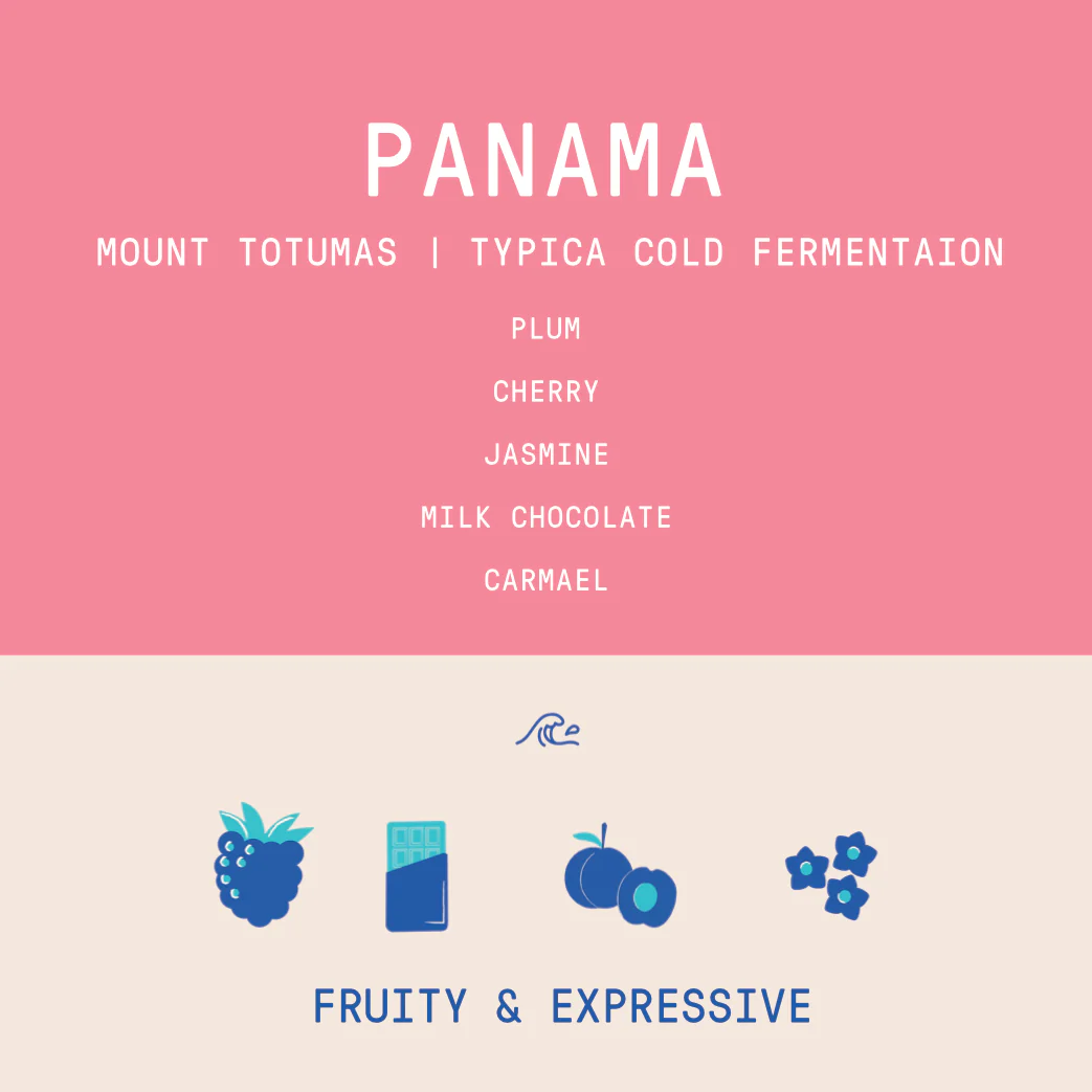 Panama - Mount Totumas Typica | Ply Cold Fermentation Natural 100g - Archived - Image 2